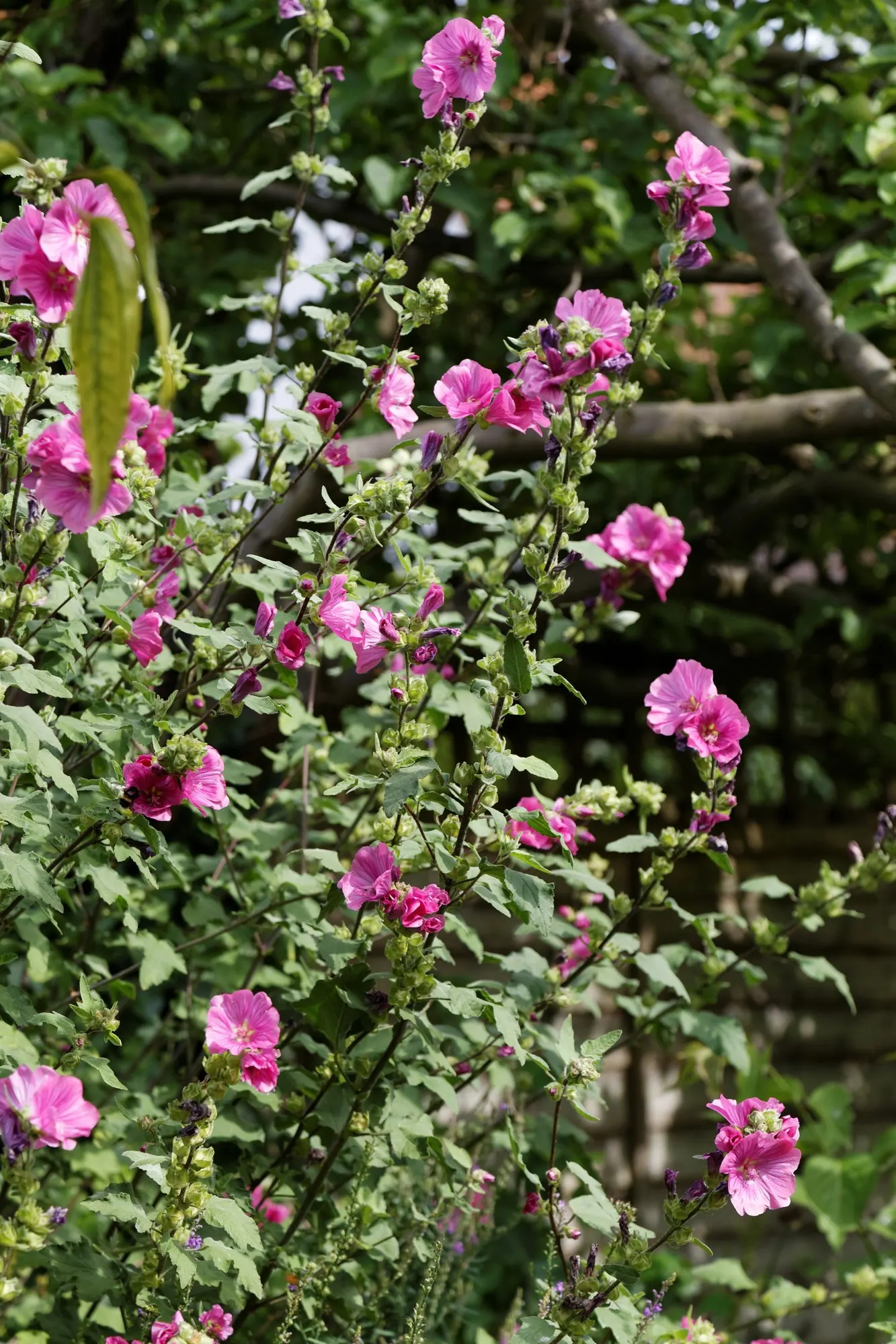 Common Tree Mallow (Lavatera Arborea) — open funnel-shaped flowers