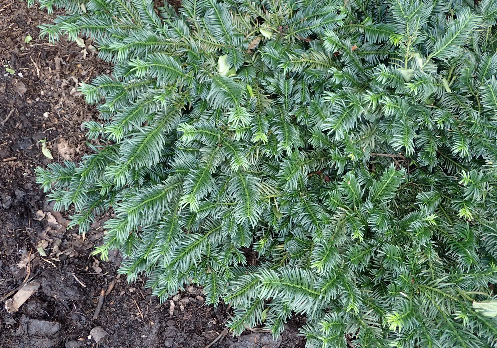 Cow's Tail Pine (Cephalotaxus Harringtonia 'Duke Gardens') — This low-growing, dense plant typically reaches 2-3 feet in height and spreads 4-5 feet wide