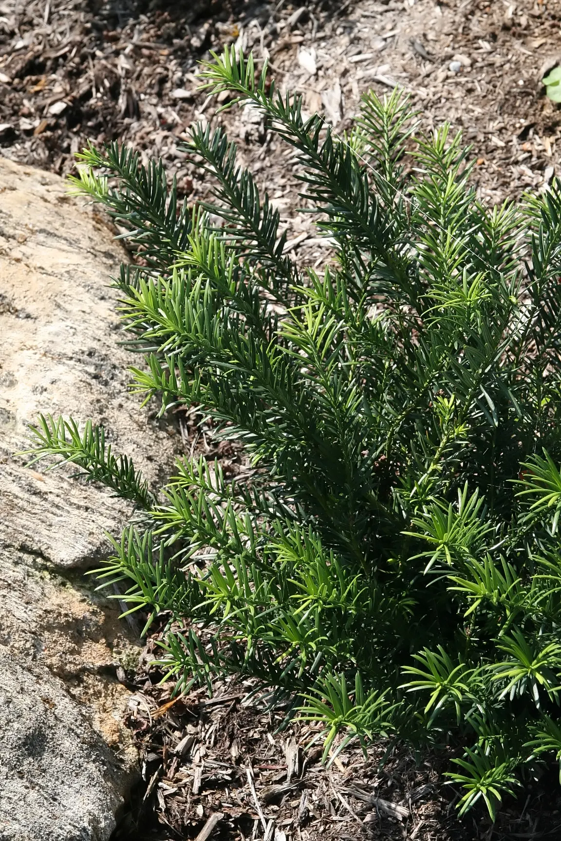 Cow's Tail Pine (Cephalotaxus Harringtonia 'Duke Gardens') — is an evergreen shrub with rich