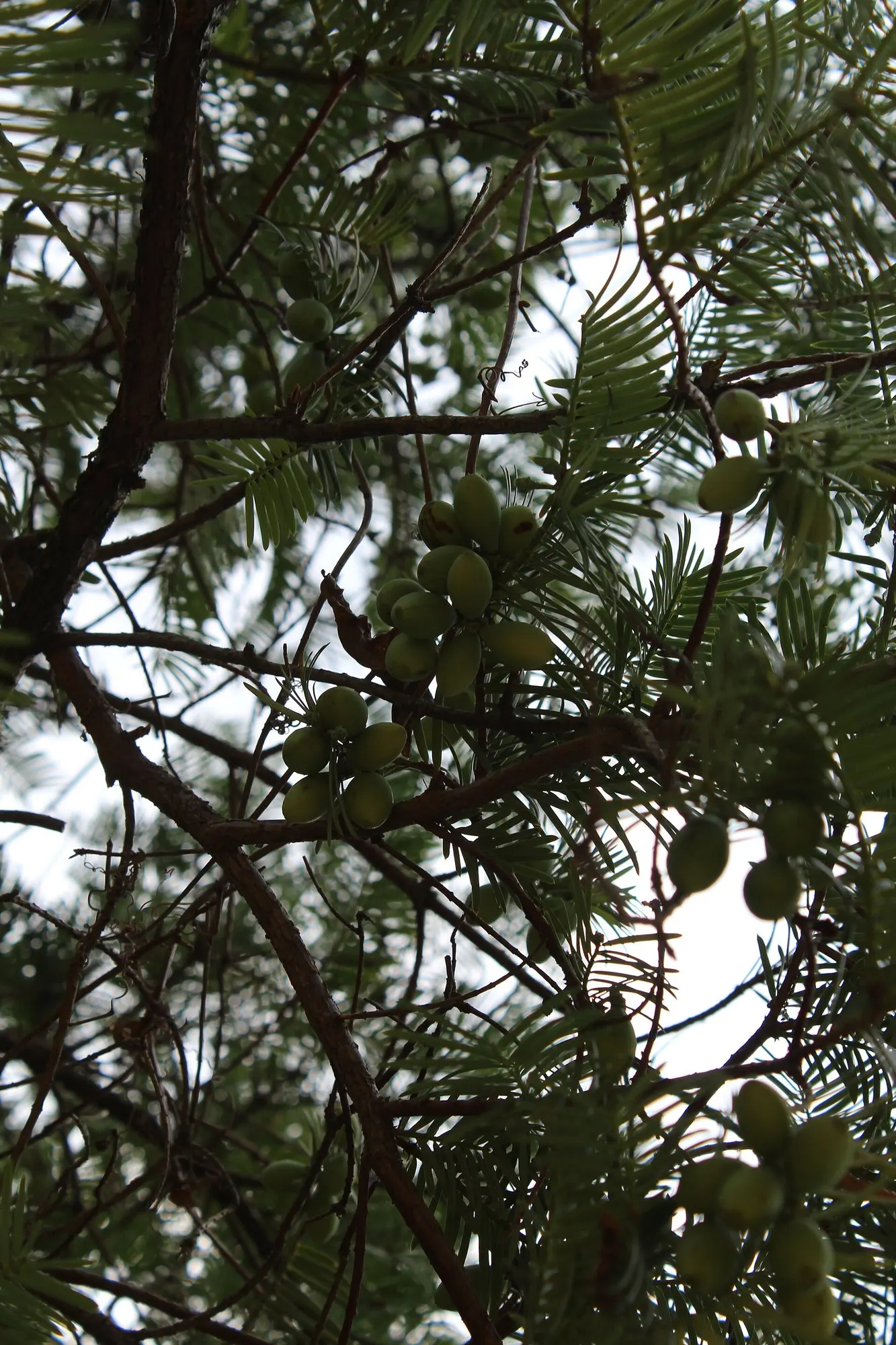 Cow's Tail Pine (Cephalotaxus Harringtonia 'Duke Gardens') — commonly referred to as Cow's Tail Pine or Duke Gardens Japanese Plum Yew