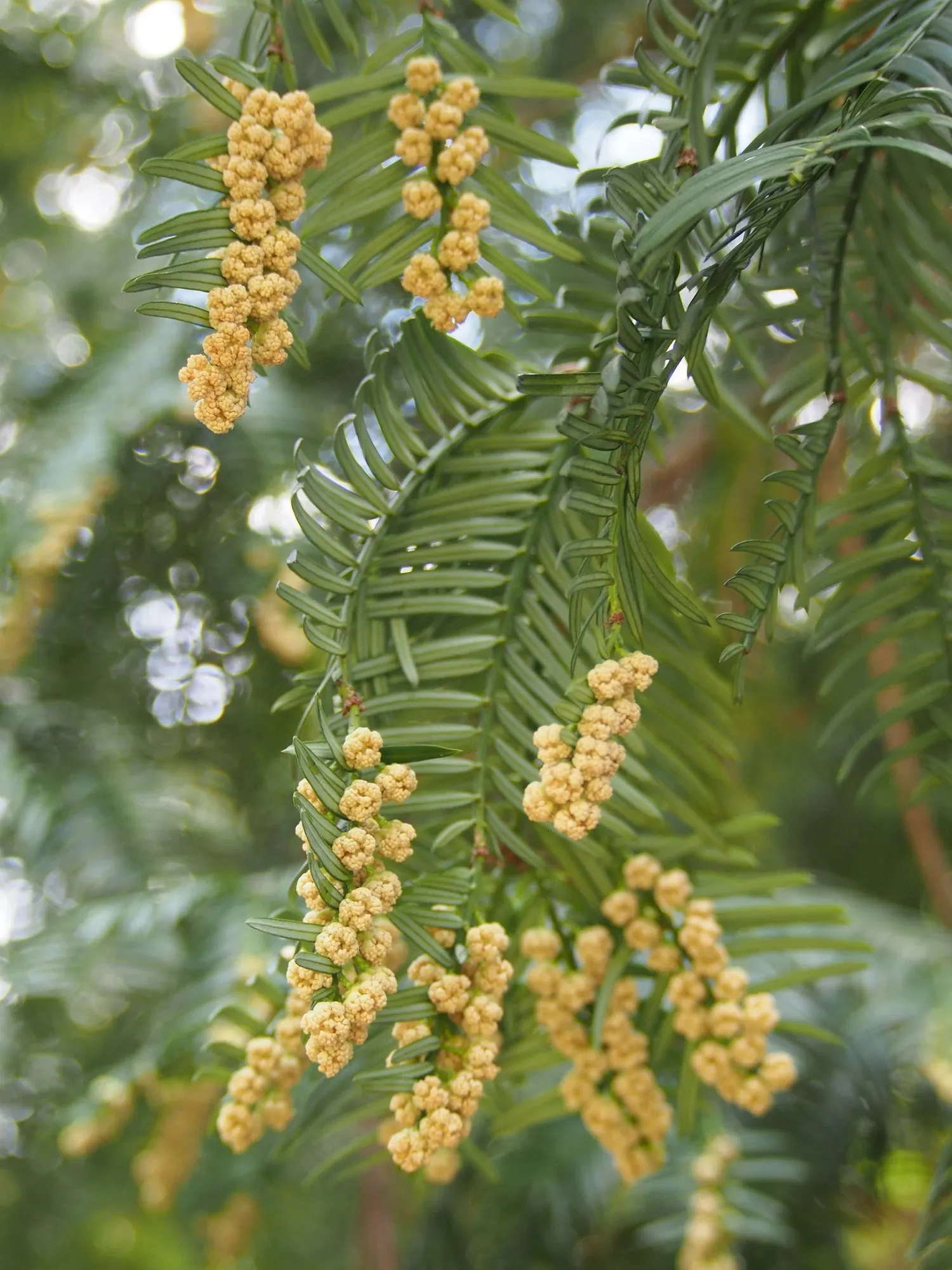 Cow's Tail Pine (Cephalotaxus Harringtonia 'Duke Gardens') — particularly in shaded or woodland settings