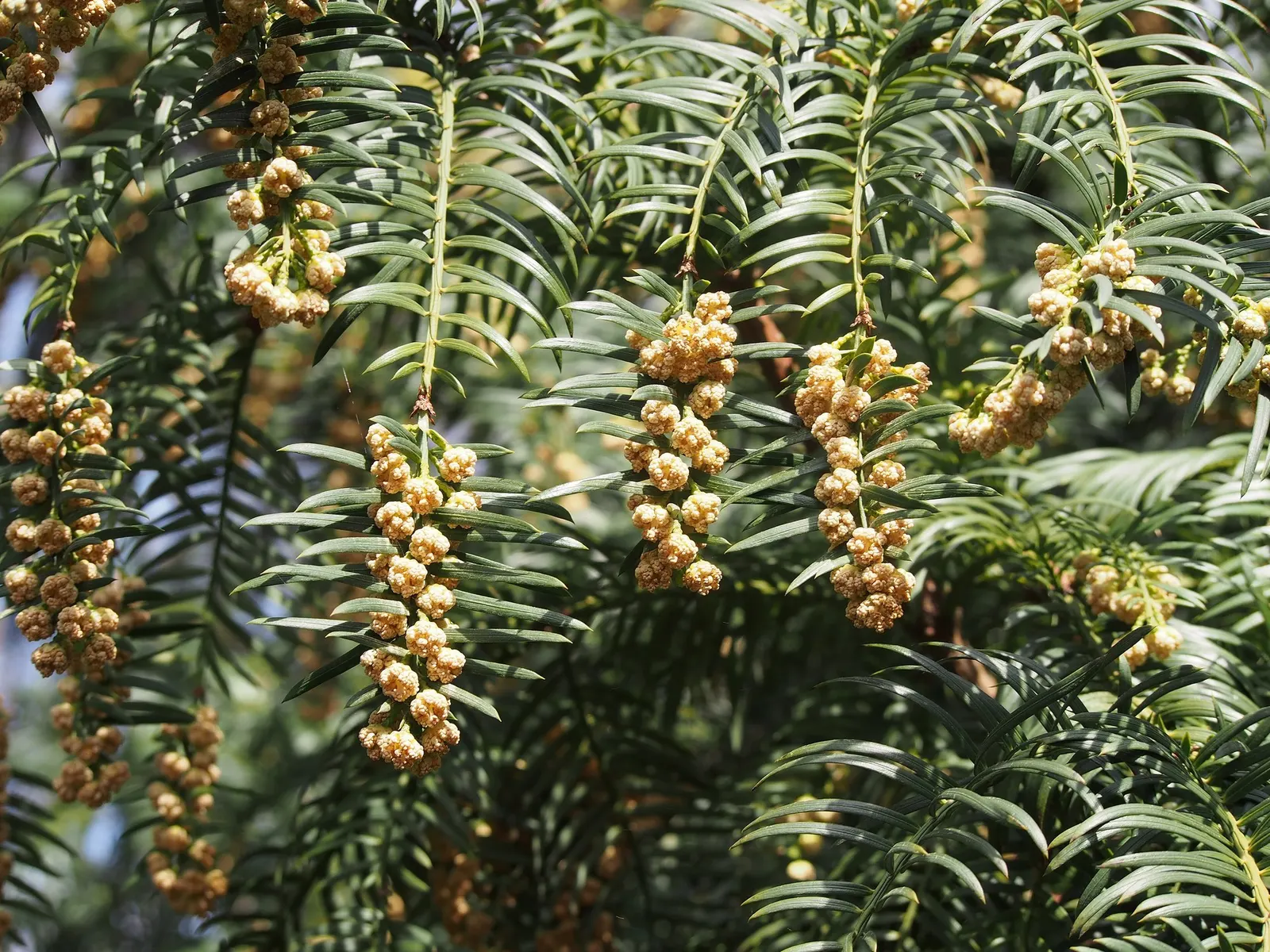 Cow's Tail Pine (Cephalotaxus Harringtonia 'Duke Gardens') — dark green foliage and low