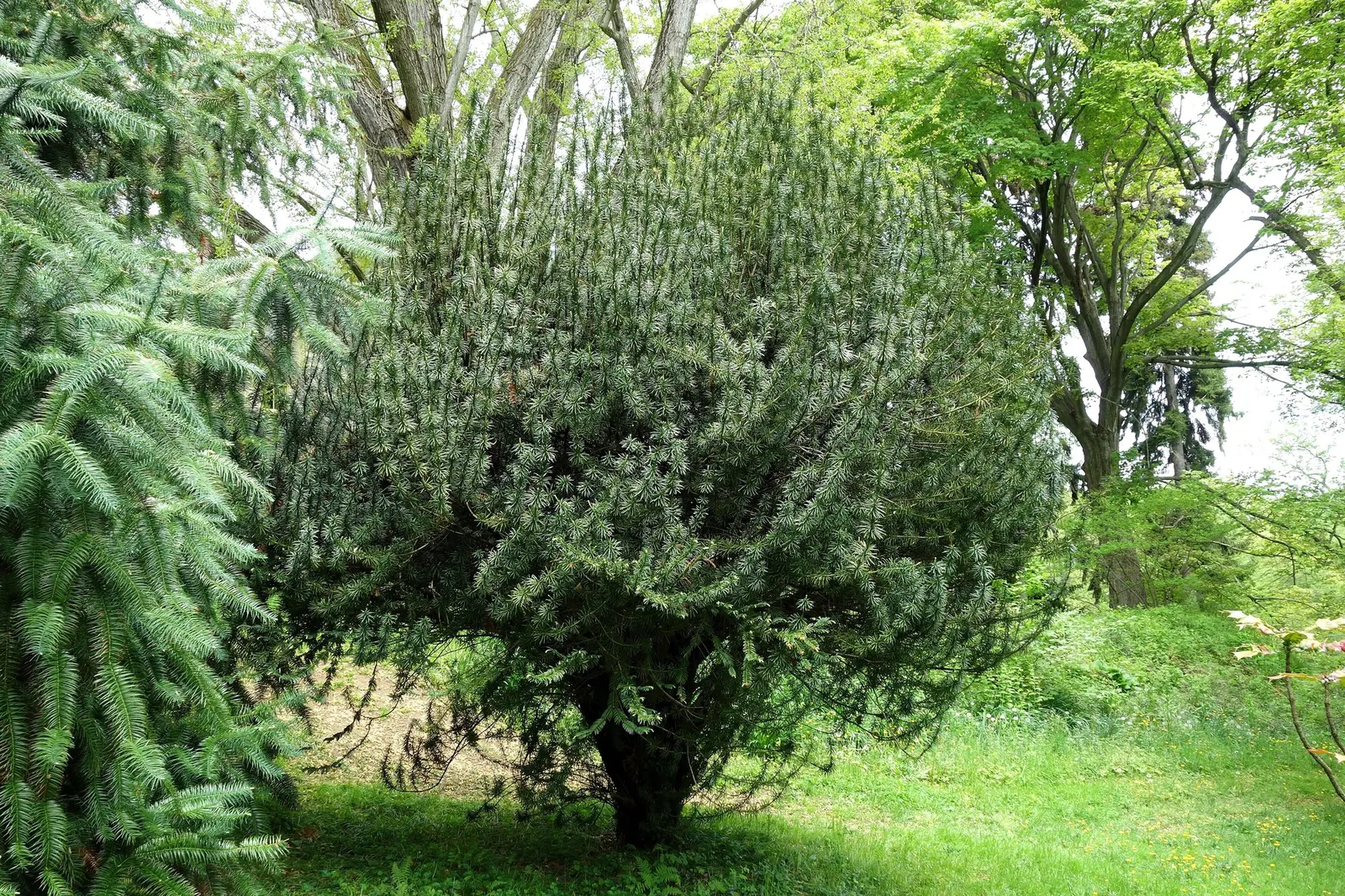 Cow's Tail Pine (Cephalotaxus Harringtonia 'Duke Gardens') — Hardy and adaptable, it thrives in USDA zones 6-9, preferring moist, well-drained soil
