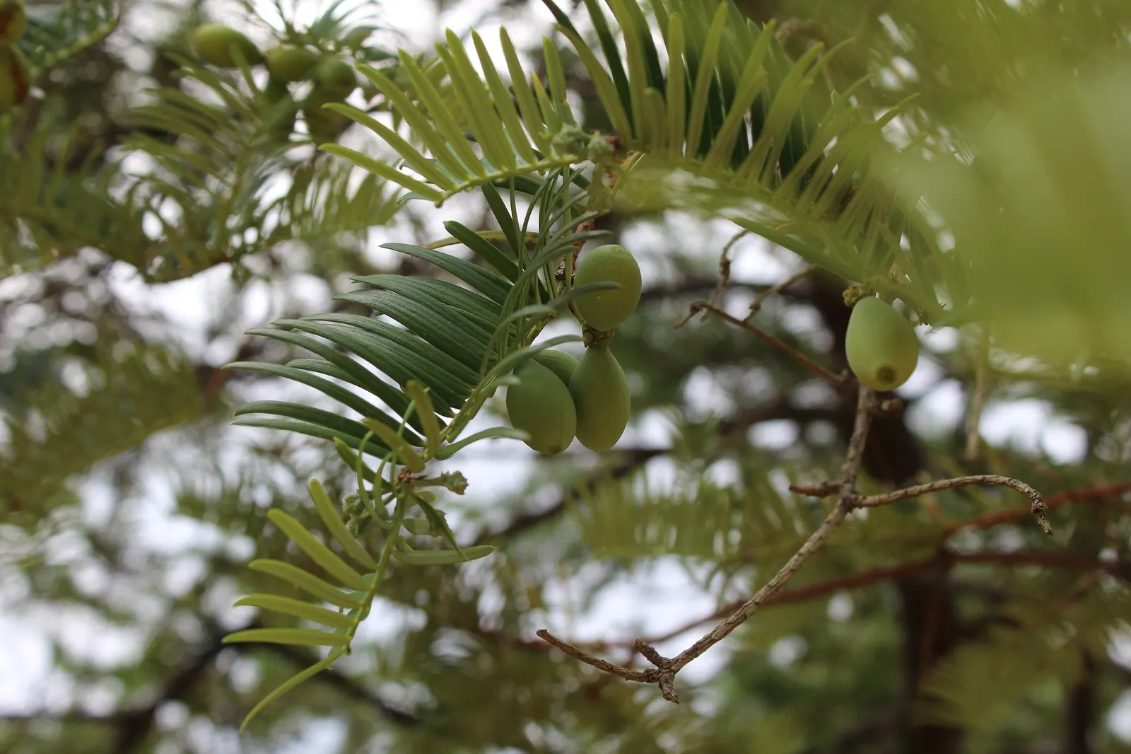 Cow's Tail Pine (Cephalotaxus Harringtonia 'Duke Gardens') — Ideal for foundation plantings or as a ground cover