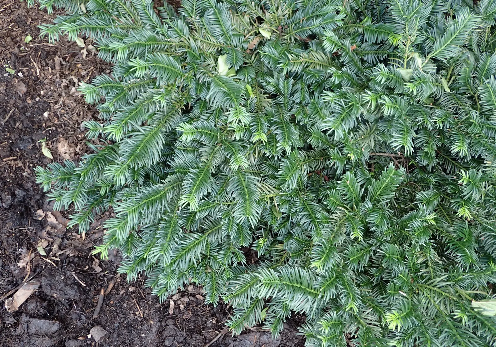 Cow's Tail Pine (Cephalotaxus Harringtonia 'Duke Gardens') — which makes it a versatile underplanting