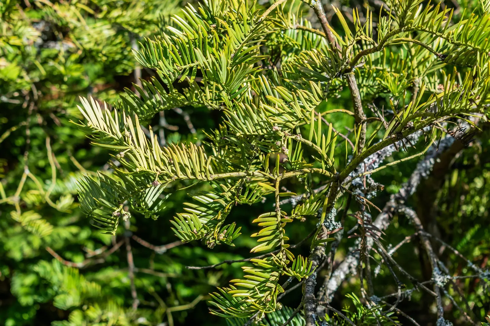 Cow's Tail Pine (Cephalotaxus Harringtonia 'Duke Gardens') — low-maintenance choice.<br><br>When laying out your landscape