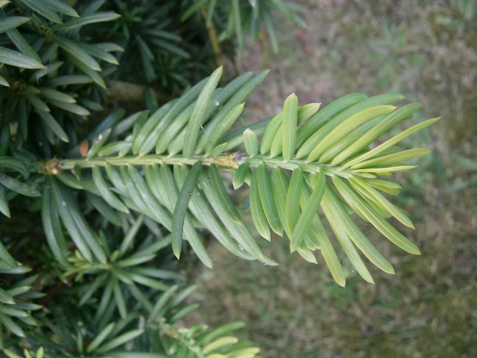 Cow's Tail Pine (Cephalotaxus Harringtonia 'Duke Gardens') — thriving under tree canopies and in other sheltered locations