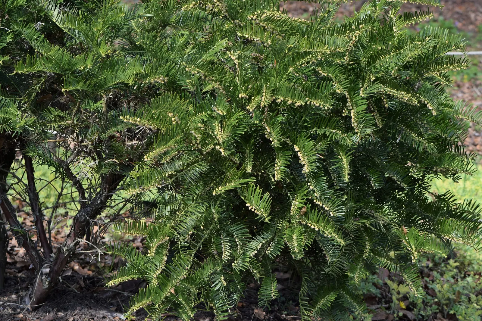 Cow's Tail Pine (Cephalotaxus Harringtonia 'Duke Gardens') — Its columnar growth habit adds structure to shaded garden spots