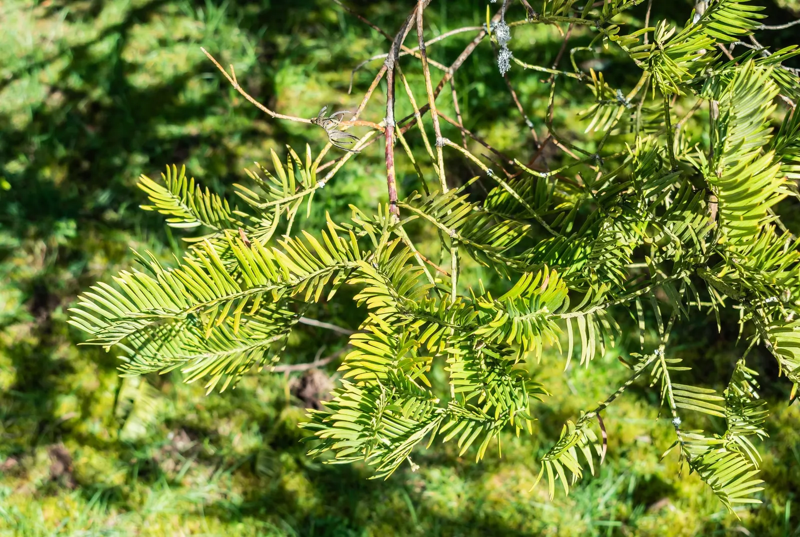 Cow's Tail Pine (Cephalotaxus Harringtonia 'Duke Gardens') — the 'Duke Gardens' Plum Yew is a robust
