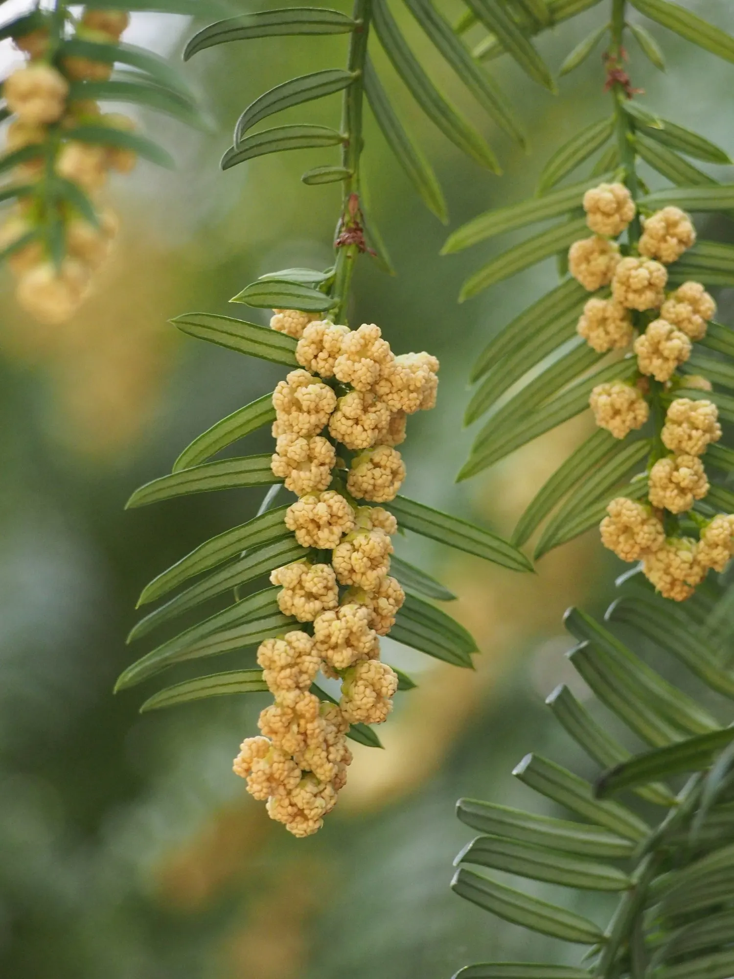 Cow's Tail Pine (Cephalotaxus Harringtonia 'Duke Gardens') — consider the Cow's Tail Pine for its ability to provide structure