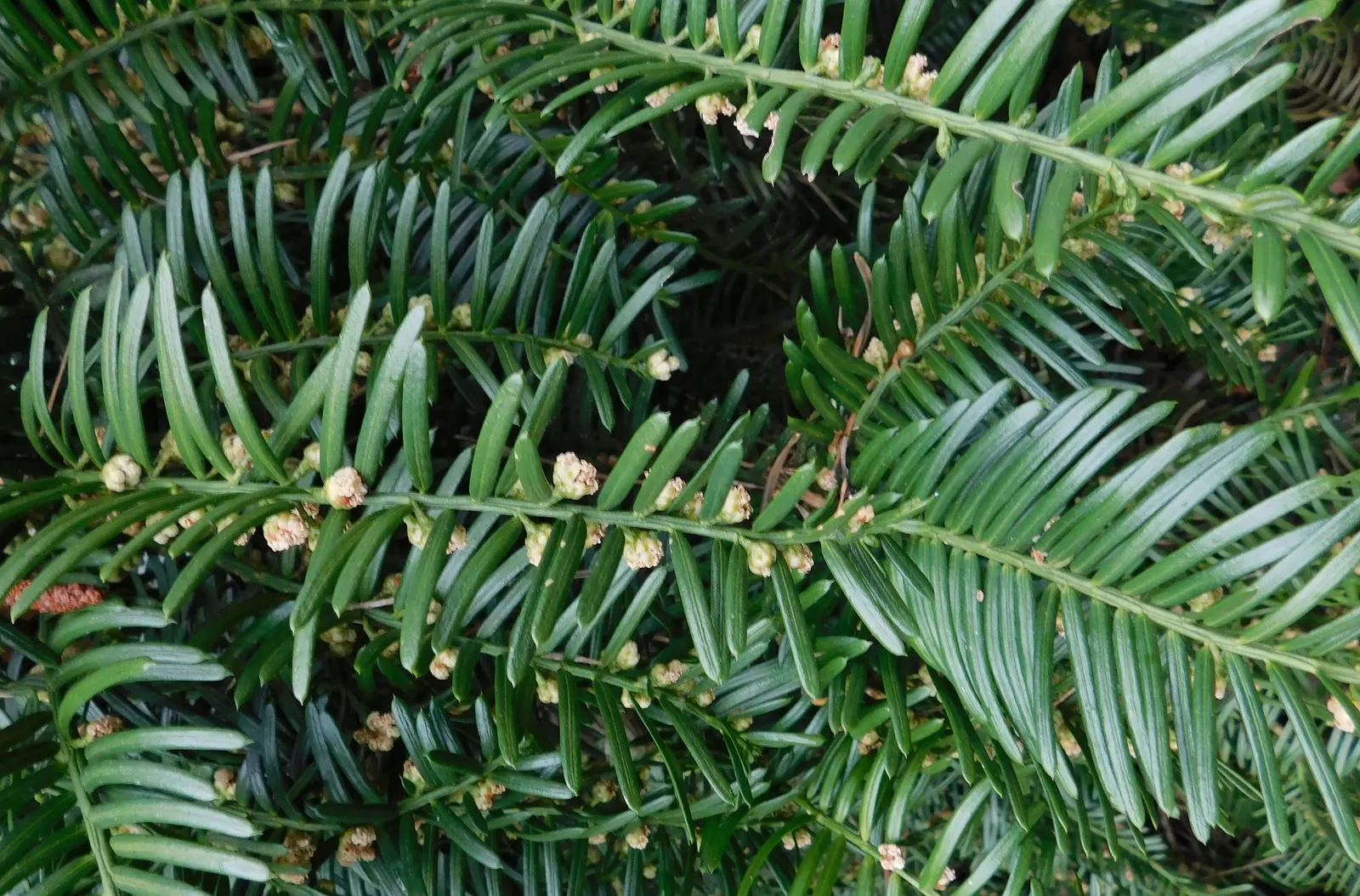 Cow's Tail Pine (Cephalotaxus Harringtonia 'Duke Gardens') — With a resistance to deer and minimal issues with pests and diseases