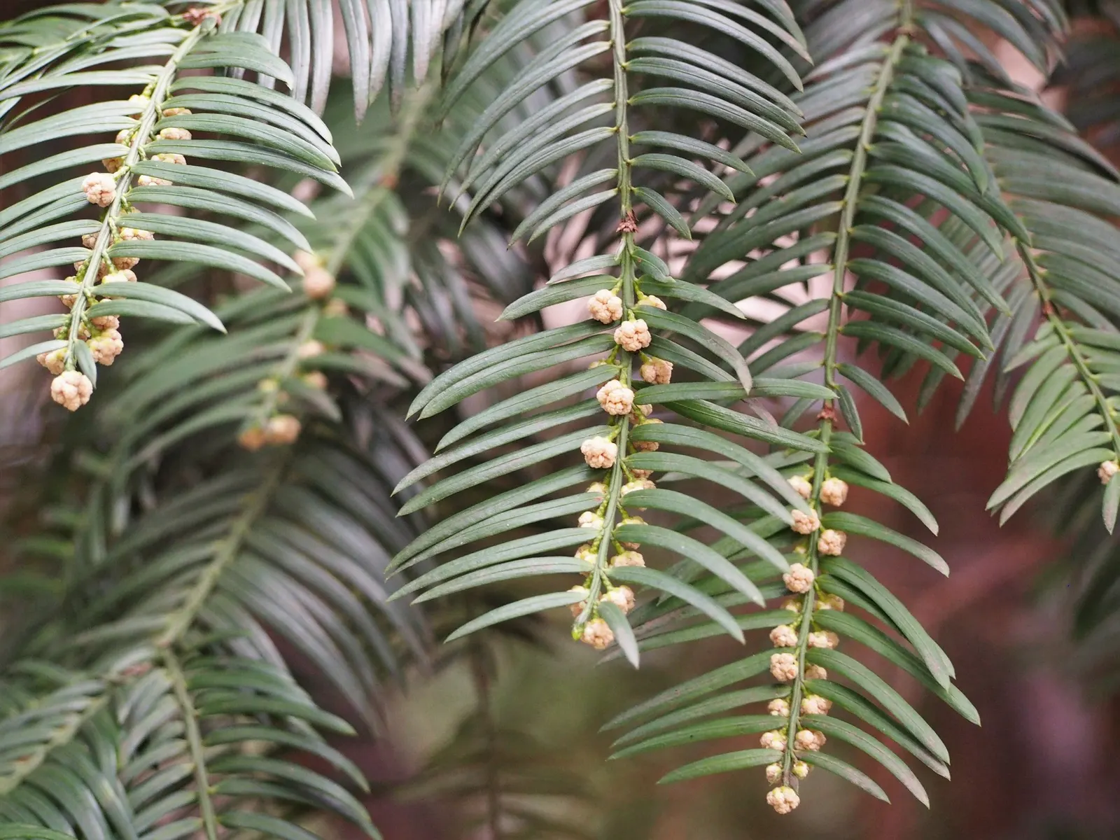 Cow's Tail Pine (Cephalotaxus Harringtonia 'Duke Gardens') — Its slow growth rate and manageable size make it an ideal addition for residential gardens and