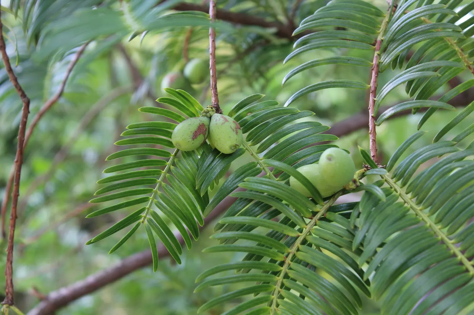 Cow's Tail Pine (Cephalotaxus Harringtonia 'Duke Gardens') — is an evergreen shrub noteworthy for its rich