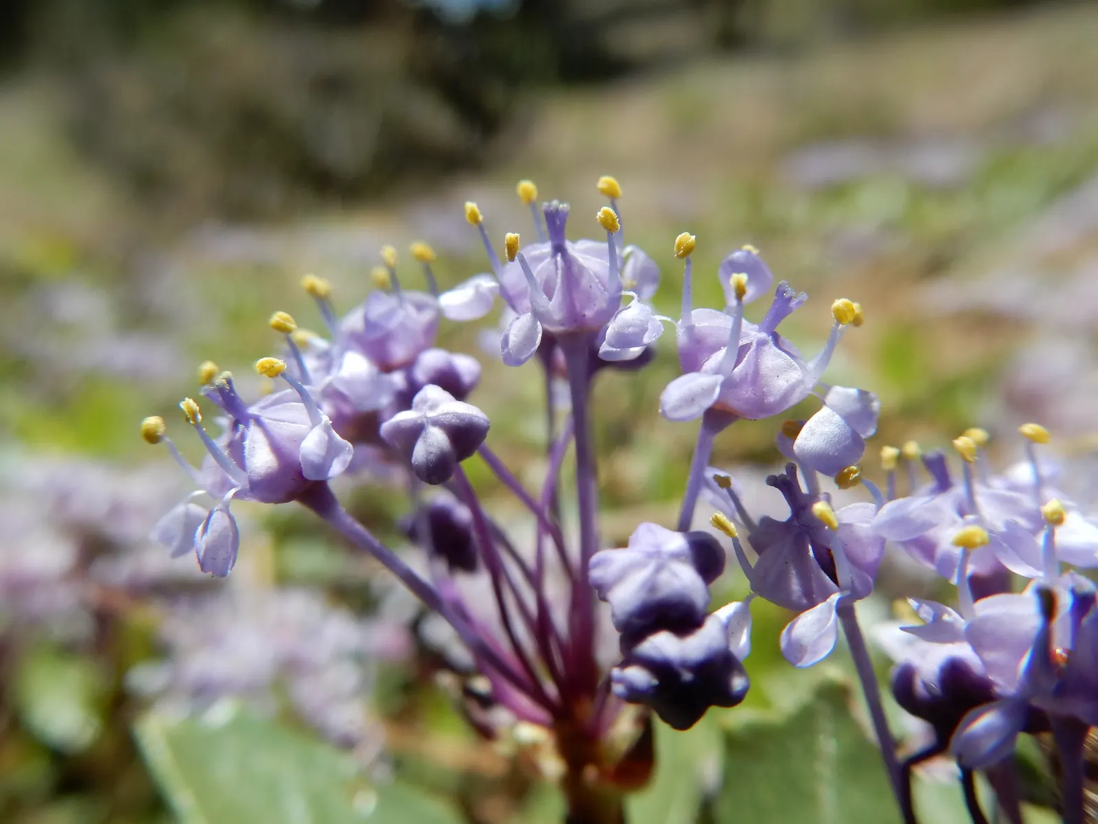 Squaw Carpet (Ceanothus Prostratus) — Regular pruning is not required