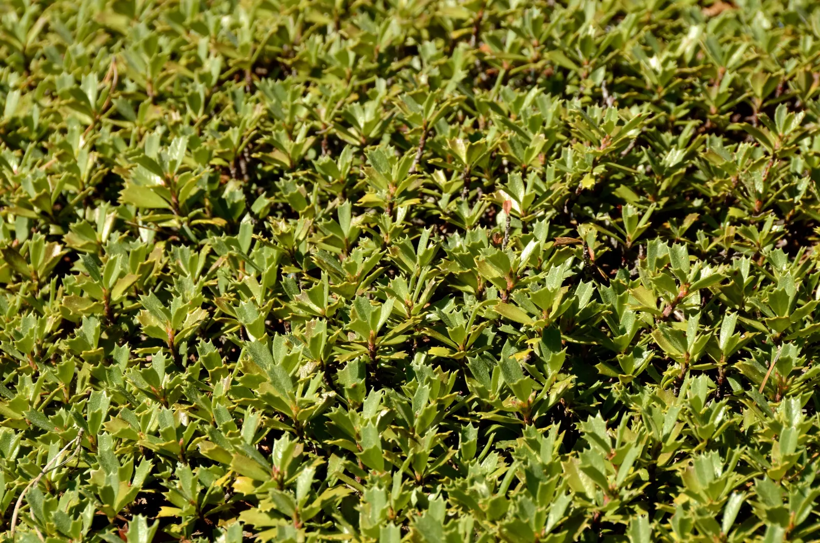 Squaw Carpet (Ceanothus Prostratus) — Drought-tolerant and deer-resistant, it's ideal for erosion control on slopes