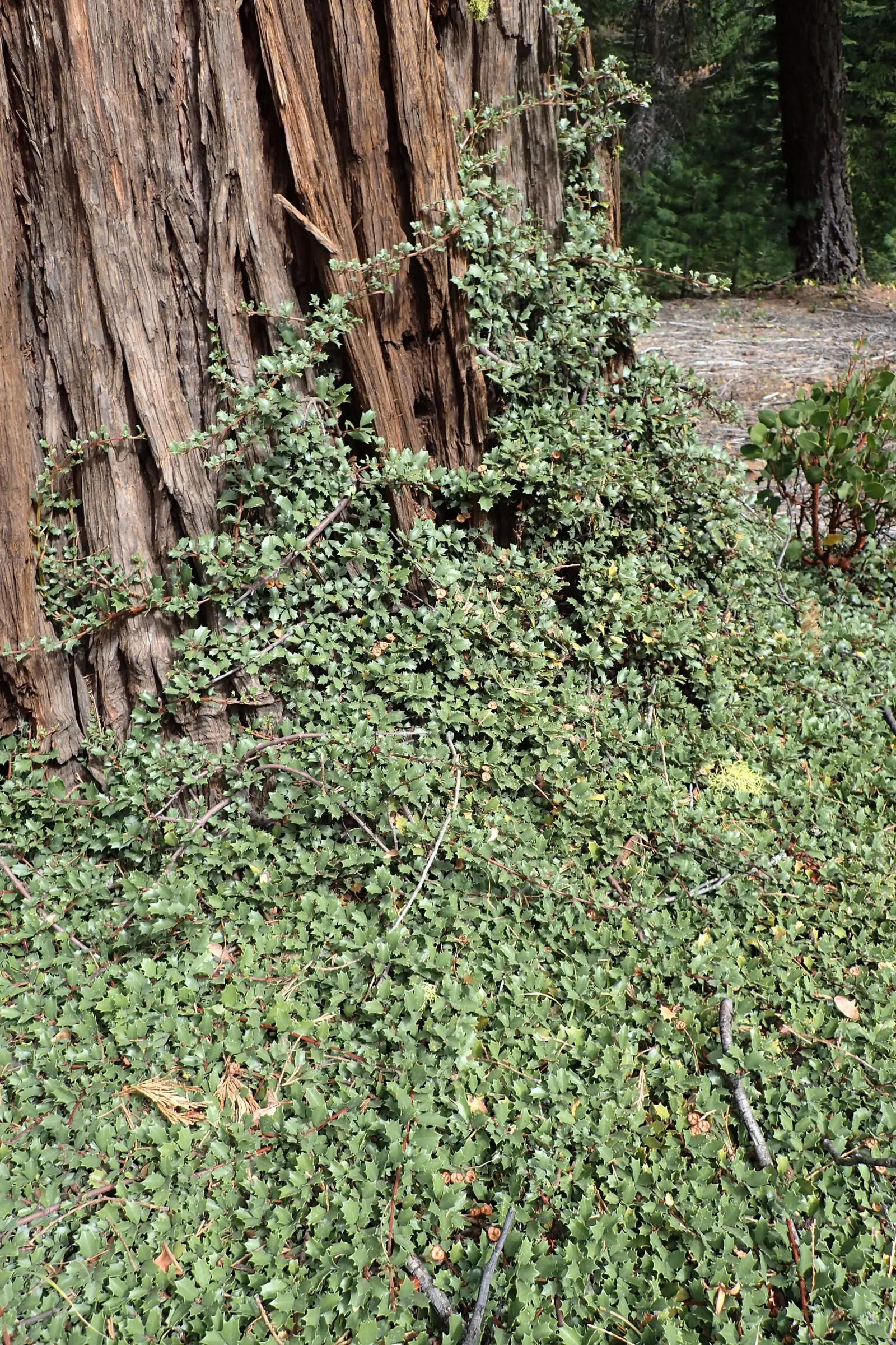 Squaw Carpet (Ceanothus Prostratus) — This evergreen shrub is native to the Pacific Northwest and thrives in U.S