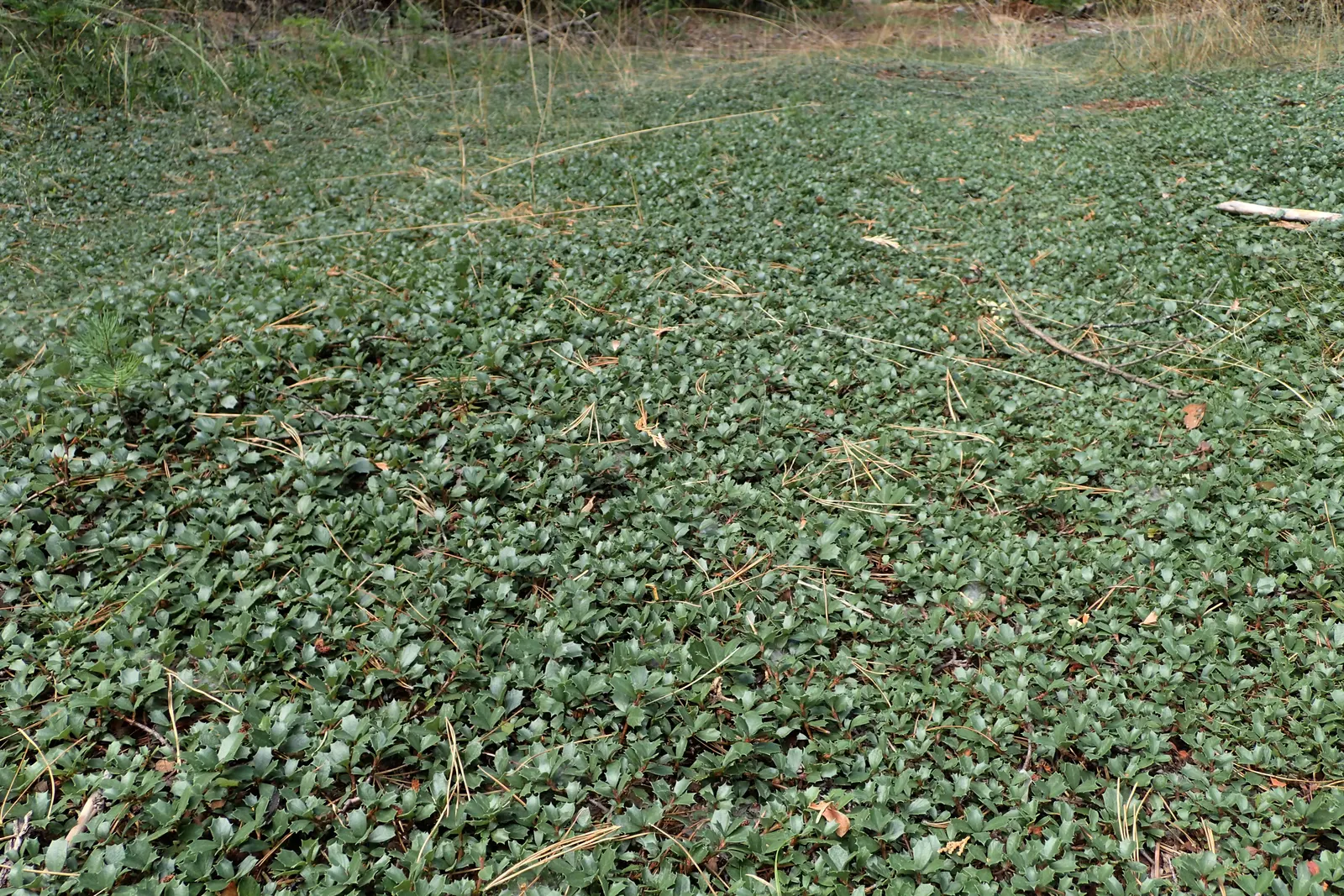 Squaw Carpet (Ceanothus Prostratus) — This groundcover reaches up to 12 inches in height and spreads 6-8 feet wide