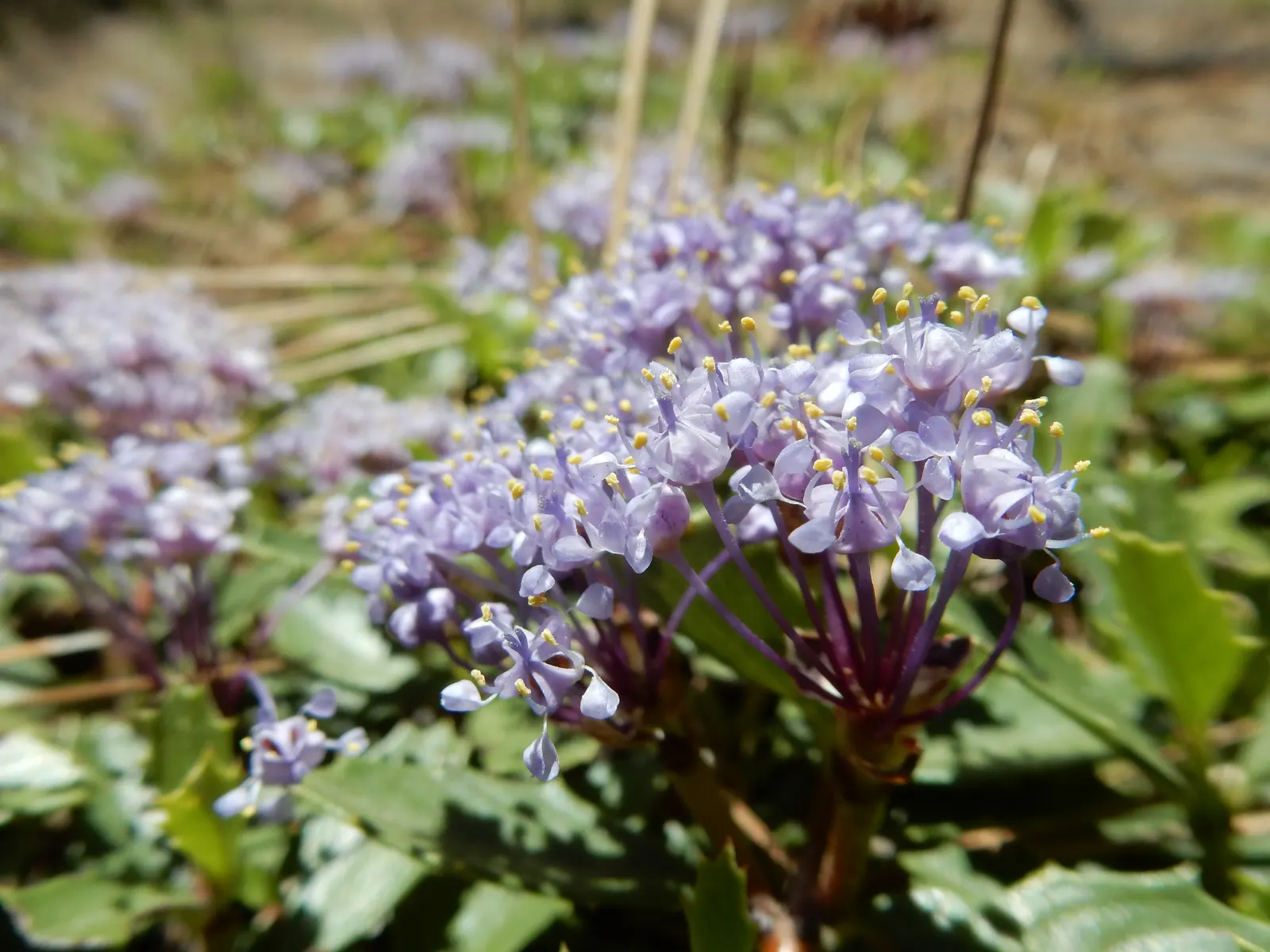 Squaw Carpet (Ceanothus Prostratus) — ground cover with blue blooms
