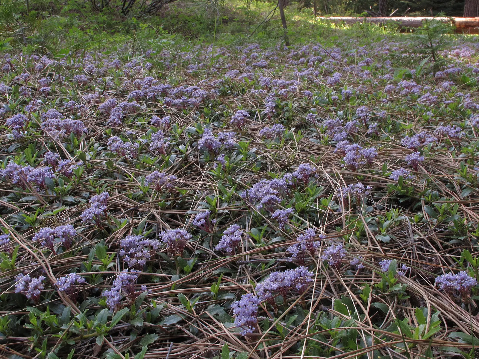 Squaw Carpet (Ceanothus Prostratus) — Ceanothus prostratus, or Squaw Carpet, is a low-growing evergreen shrub, thriving in USDA zones 7-10