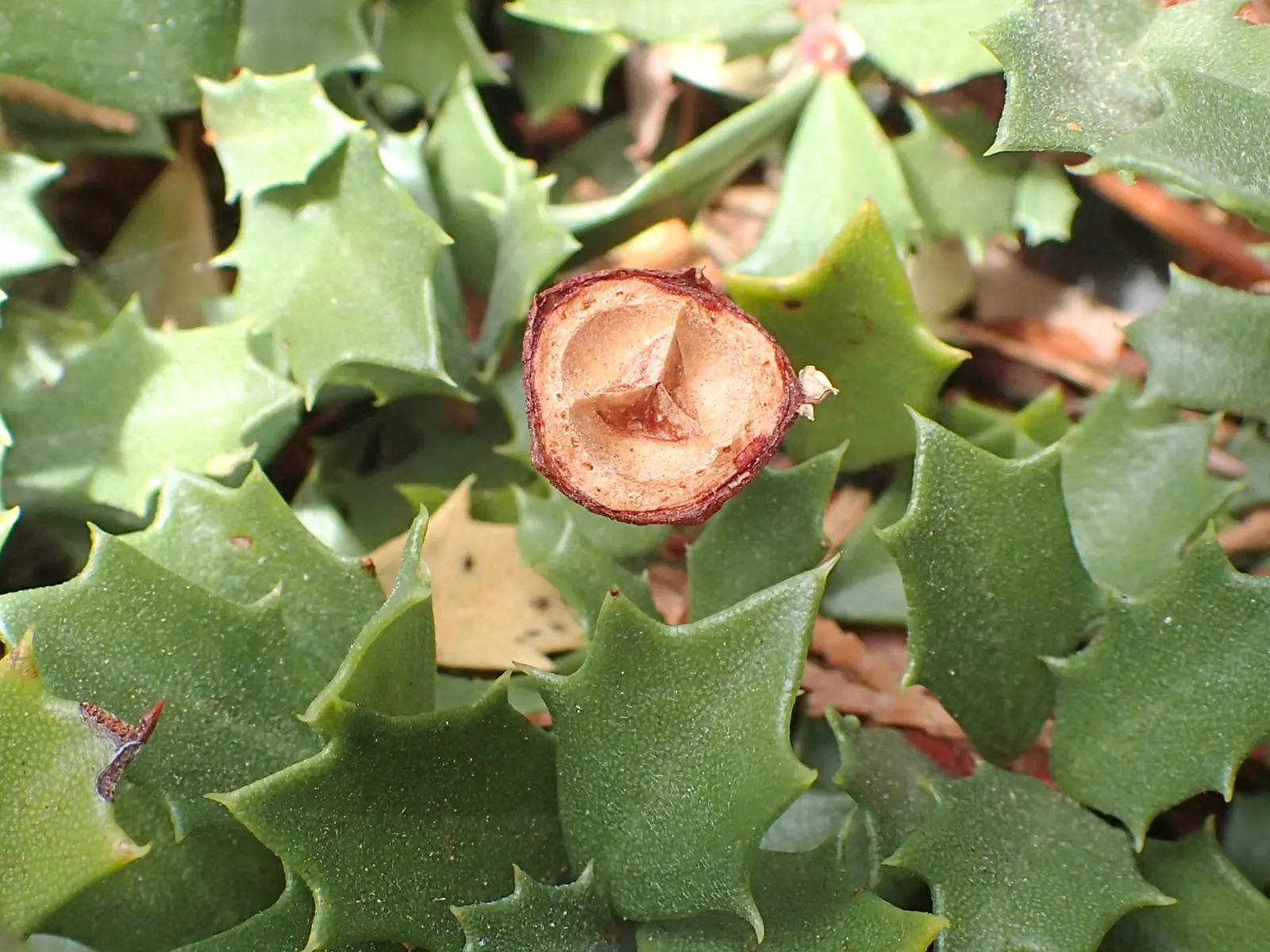 Squaw Carpet (Ceanothus Prostratus) — demonstrates considerable drought tolerance