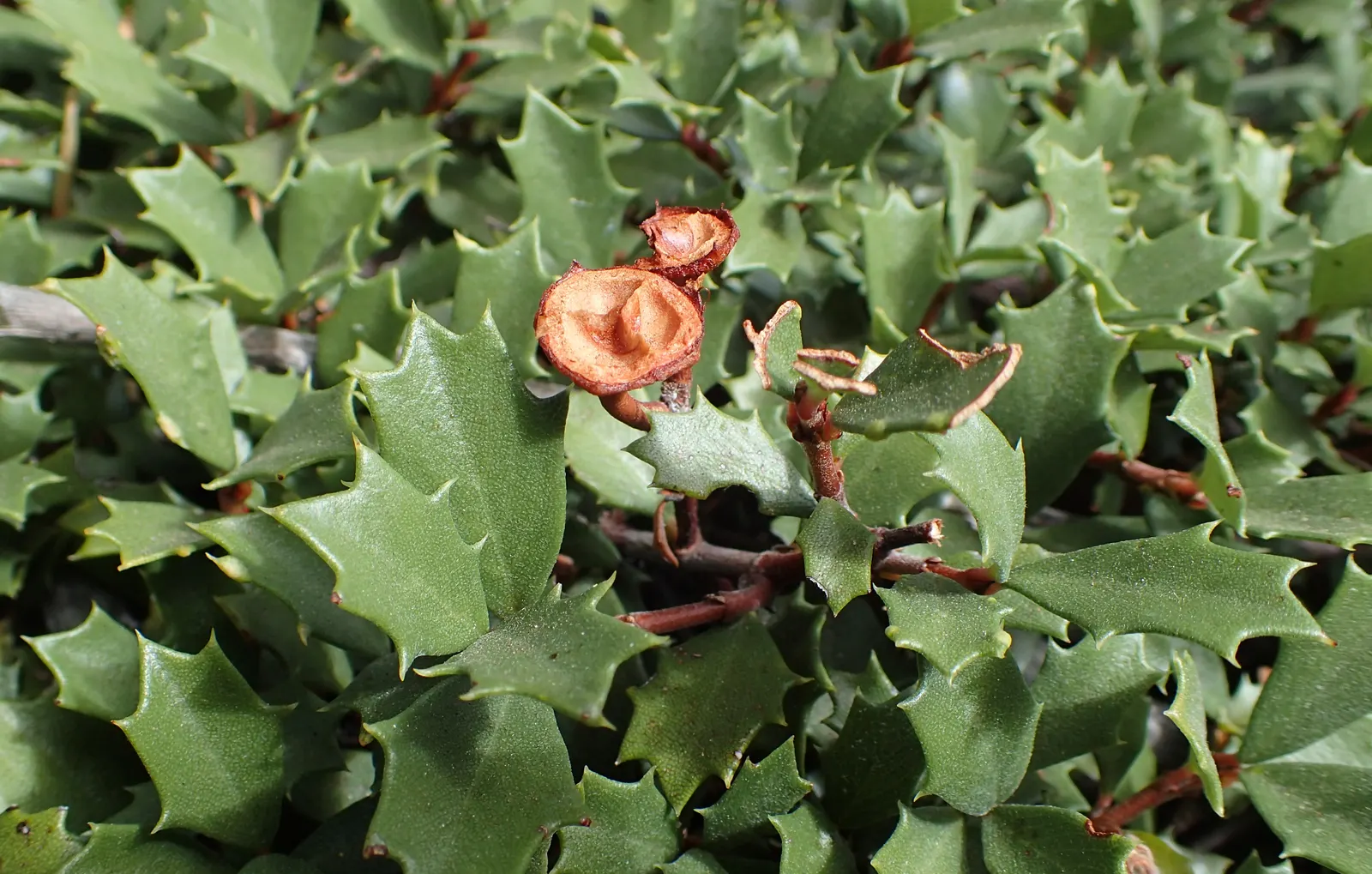 Squaw Carpet (Ceanothus Prostratus) — offers a stunningly lush ground cover ideal for incorporations into diverse landscape designs