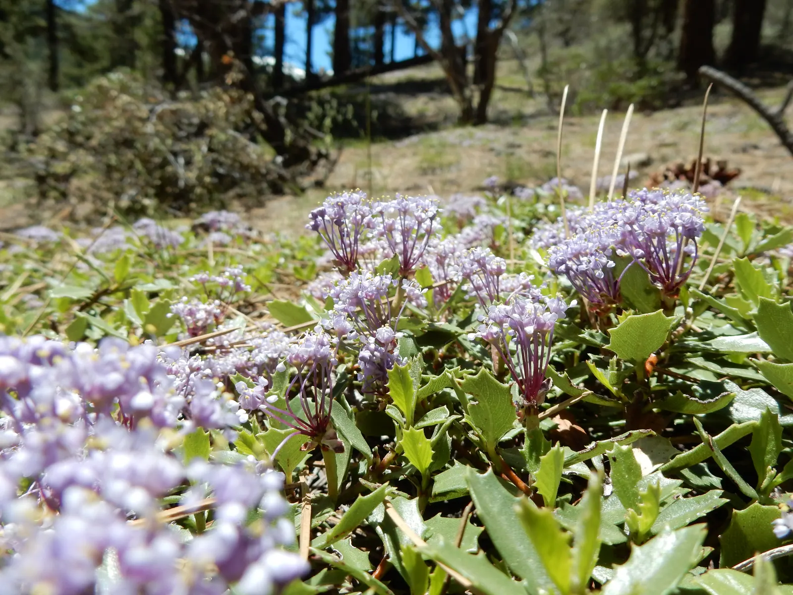 Squaw Carpet (Ceanothus Prostratus) — and glossy leaves that measure about 1/2 inch wide