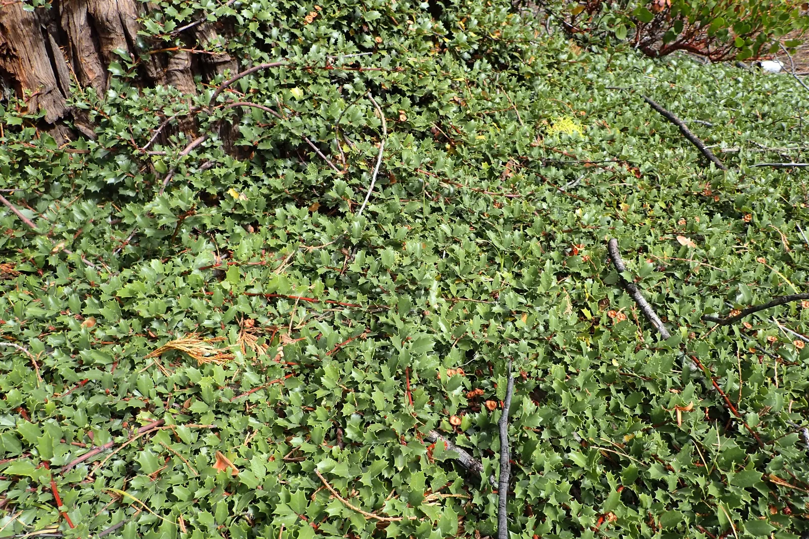 Squaw Carpet (Ceanothus Prostratus) — preferring full sun to partial shade