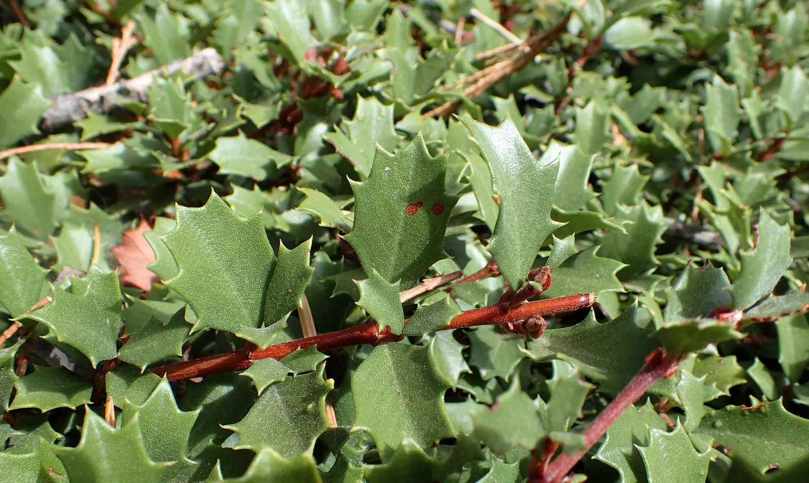 Squaw Carpet (Ceanothus Prostratus) — it is vital to plant it in well-drained soil