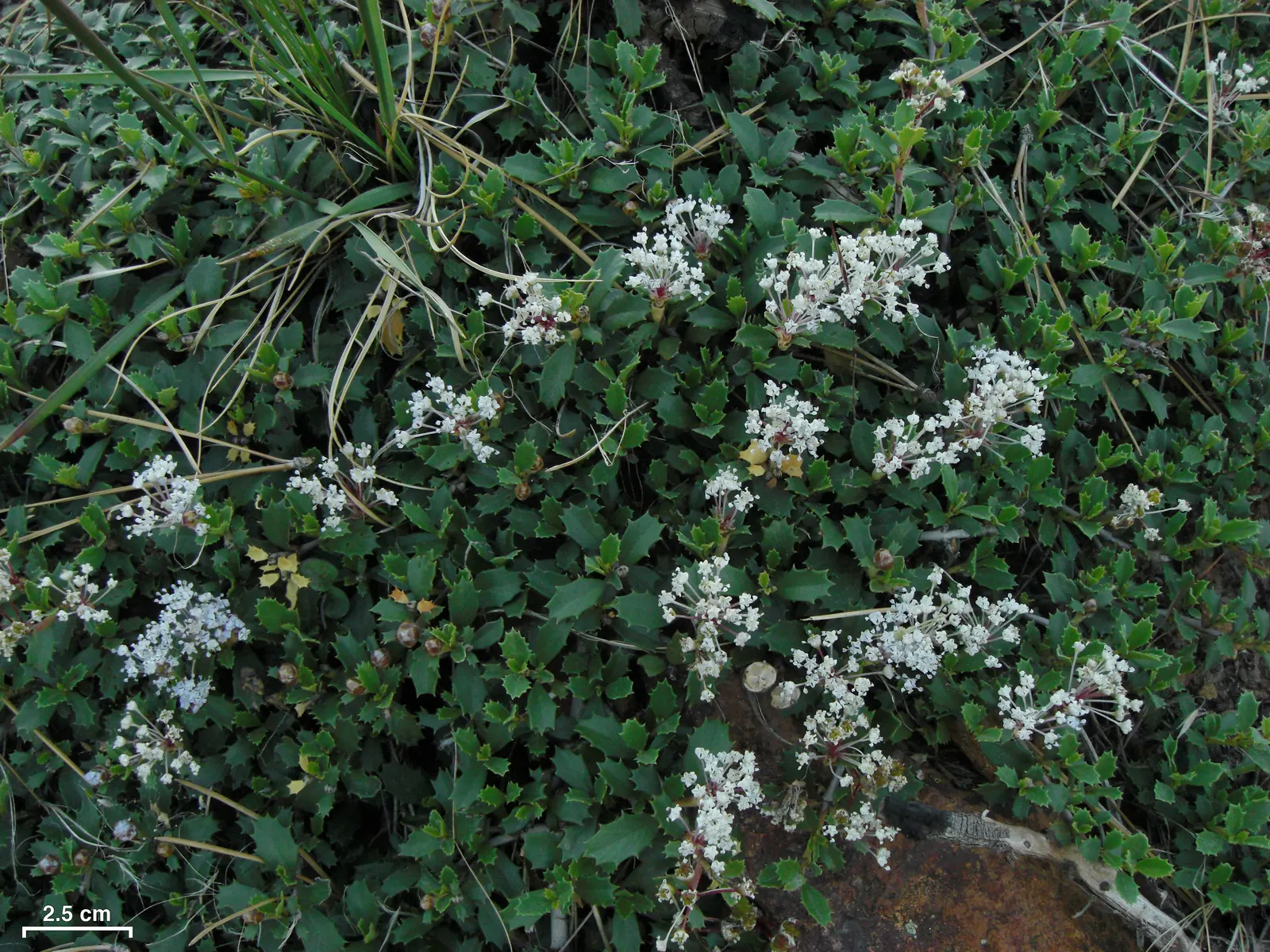 Squaw Carpet (Ceanothus Prostratus) — the Squaw Carpet typically reaches a modest height of 2 to 3 inches