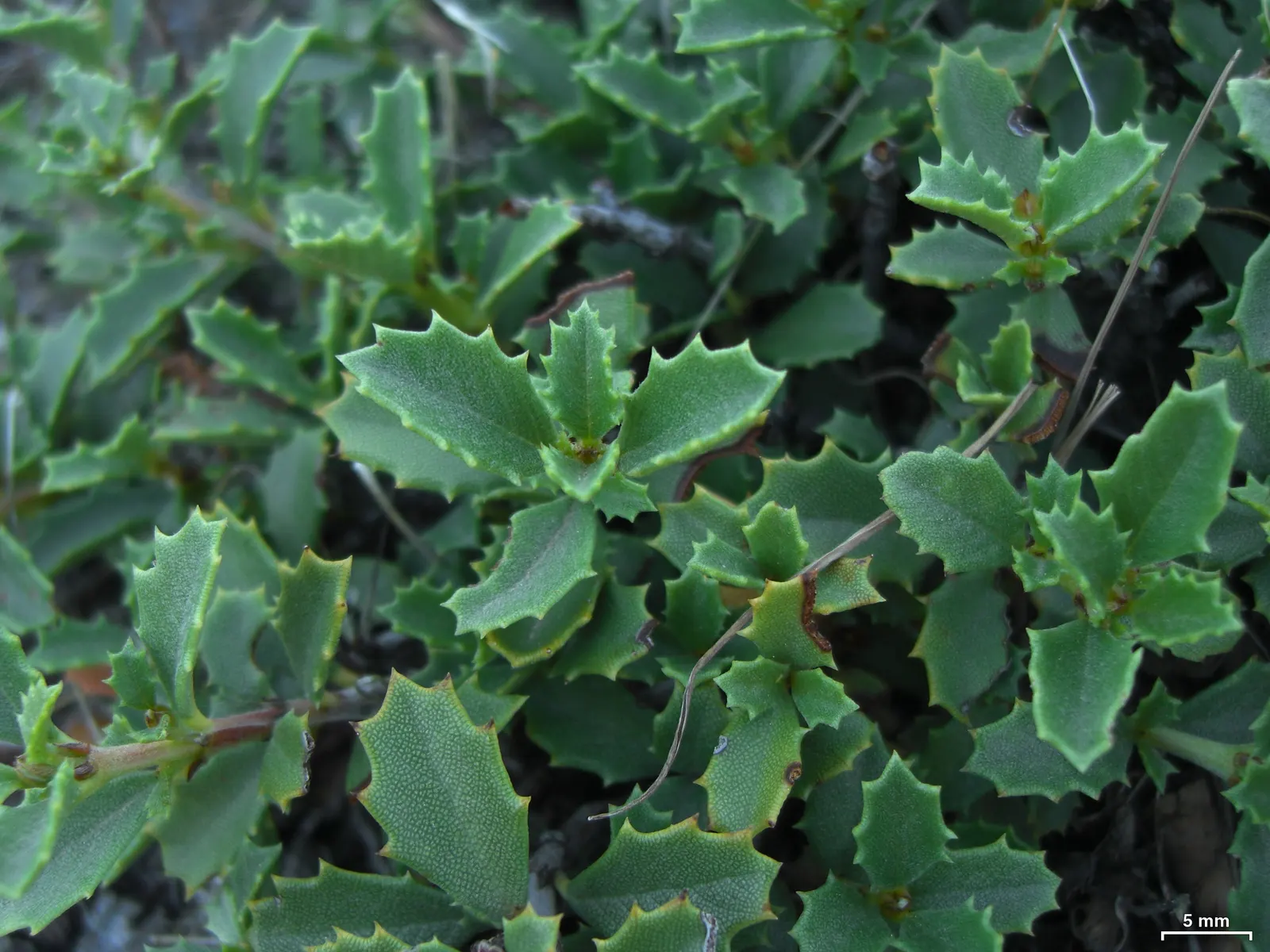 Squaw Carpet (Ceanothus Prostratus) — with a generous spread of 3 to 5 feet