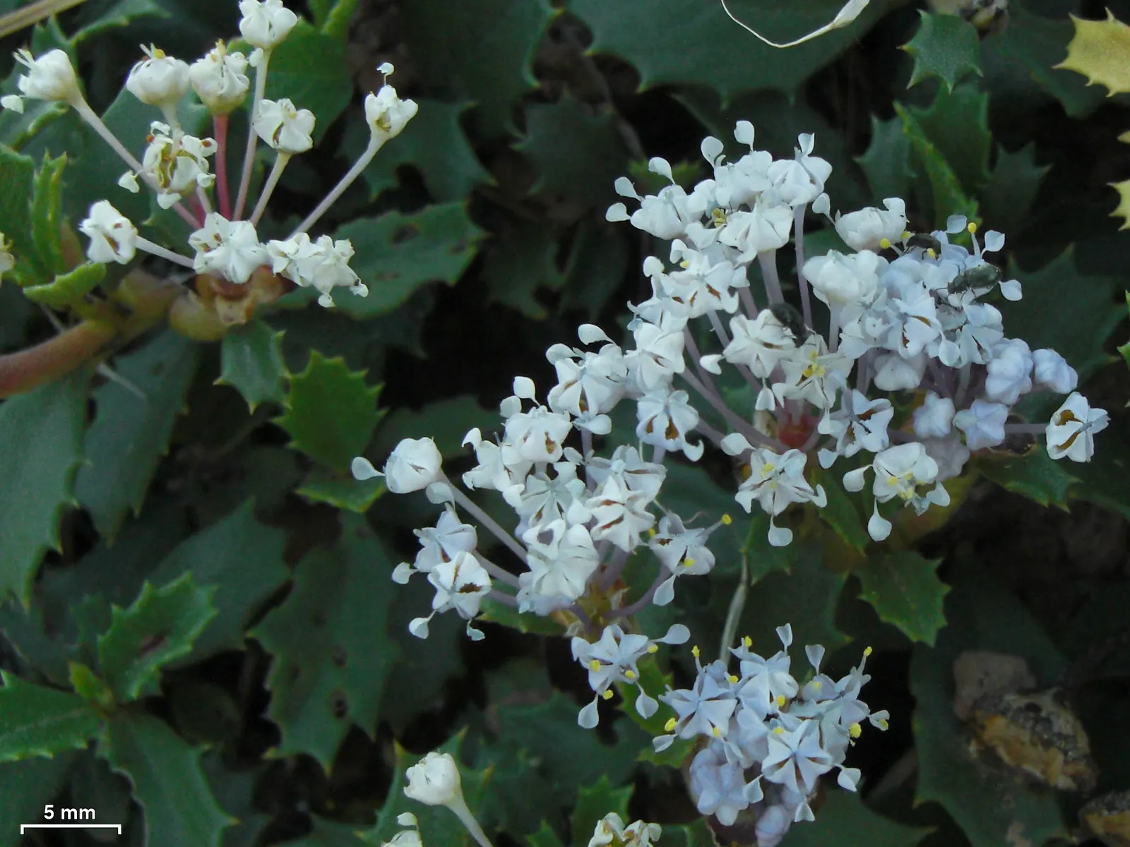 Squaw Carpet (Ceanothus Prostratus) — blue flowers in the garden