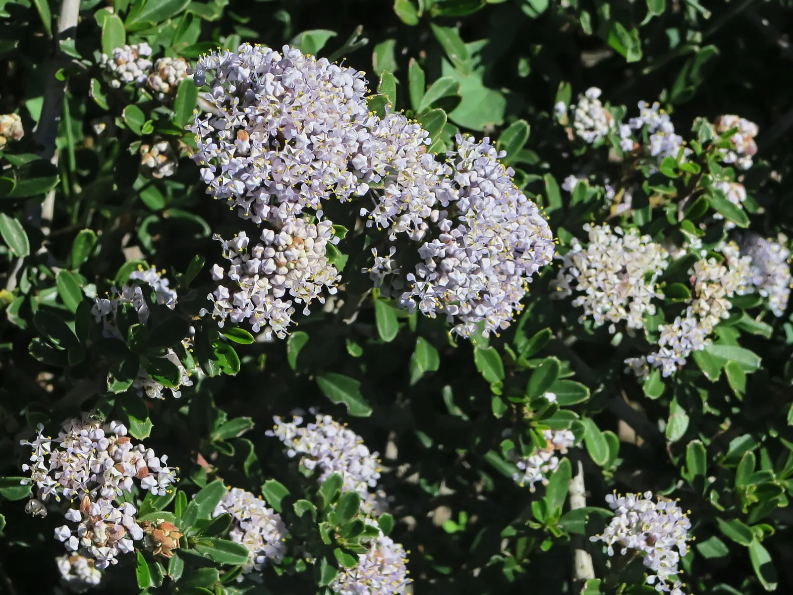 Squaw Carpet (Ceanothus Prostratus) — but it can be trimmed accordingly to maintain a desired shape and size within the landscape