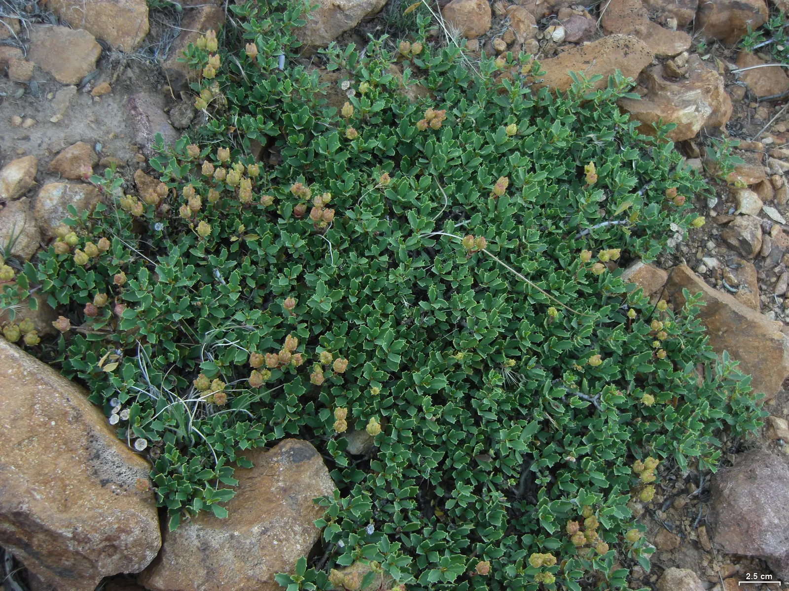 Squaw Carpet (Ceanothus Prostratus) — more commonly referred to as Squaw Carpet