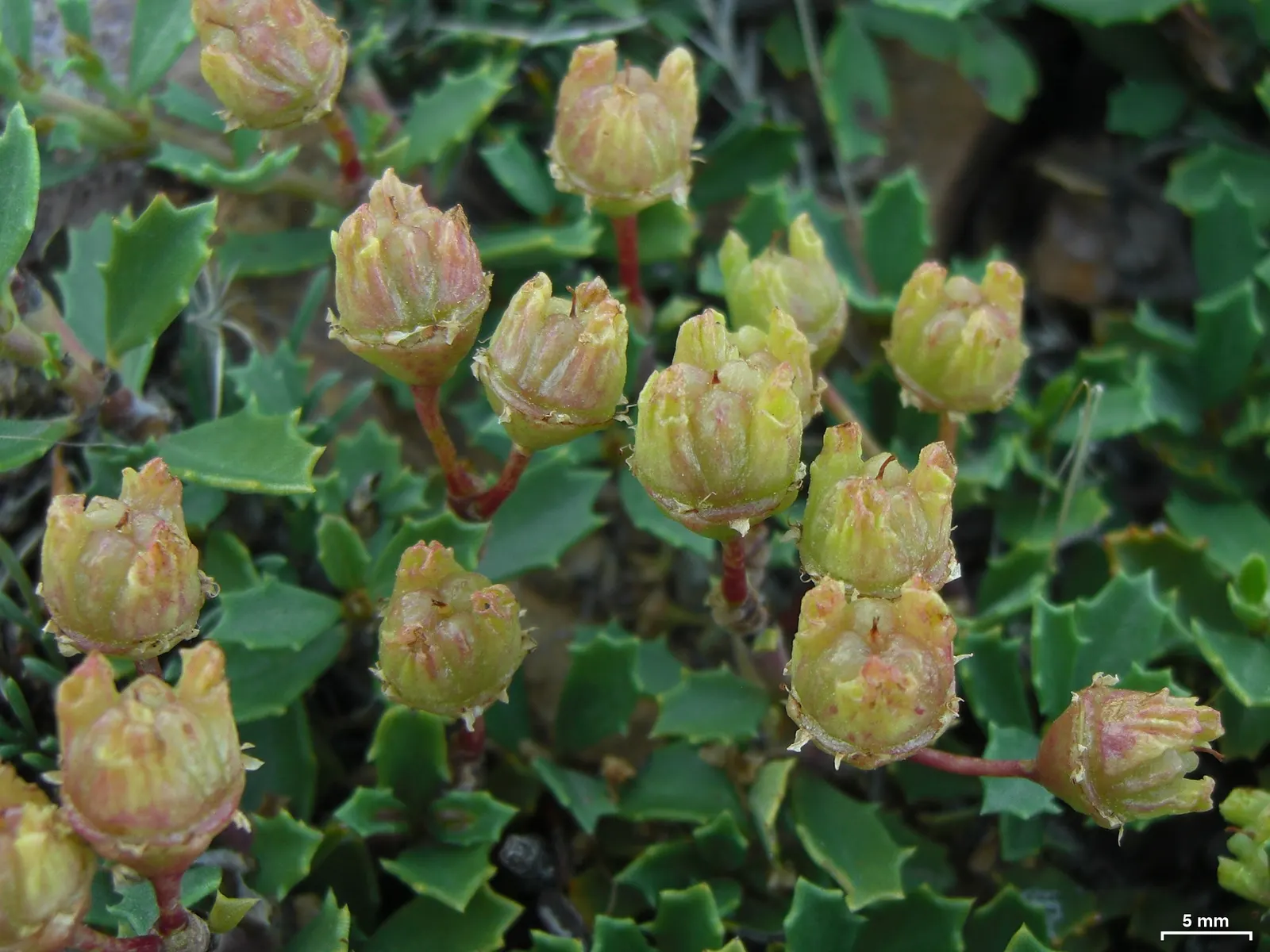 Squaw Carpet (Ceanothus Prostratus) — Requires well-draining soil and minimal maintenance once established