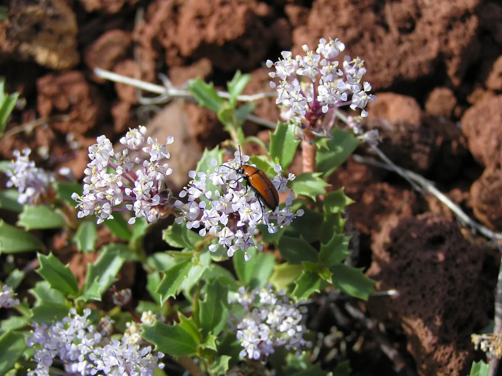 Squaw Carpet (Ceanothus Prostratus) — It boasts glossy green leaves and clusters of delicate blue flowers in spring