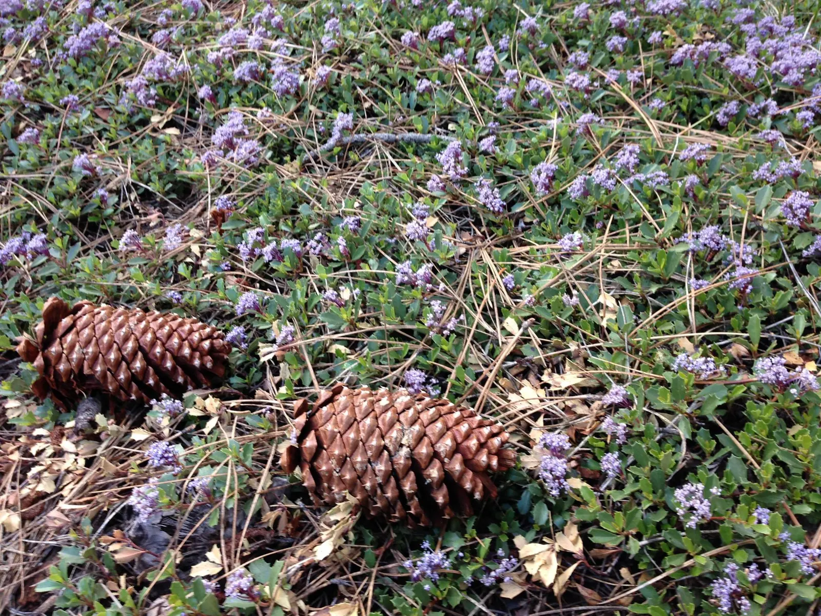 Squaw Carpet (Ceanothus Prostratus) — making it an eco-friendly and low-maintenance choice for a sustainable garden