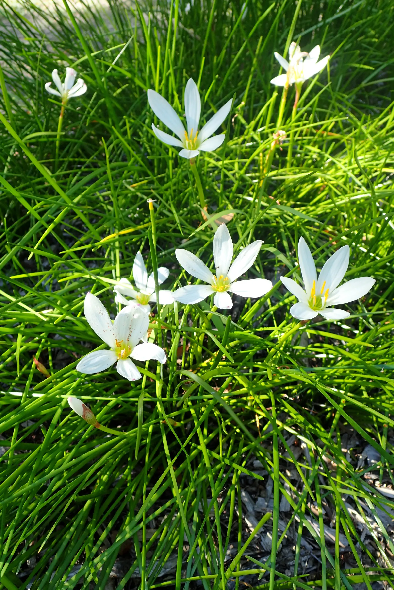 Rain Lily Prairie Sunset (Zephyranthes 'Prairie Sunset') — white flowers in the garden; is a captivating perennial that serves as a striking addition to any