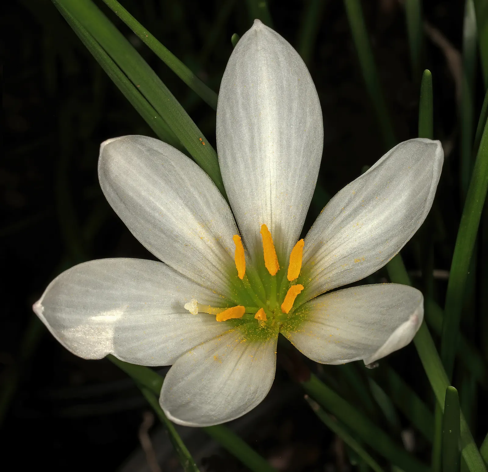 Rain Lily Prairie Sunset (Zephyranthes 'Prairie Sunset') — adding a touch of ephemeral beauty to the landscape year after year; bulb / ground cover, image 69