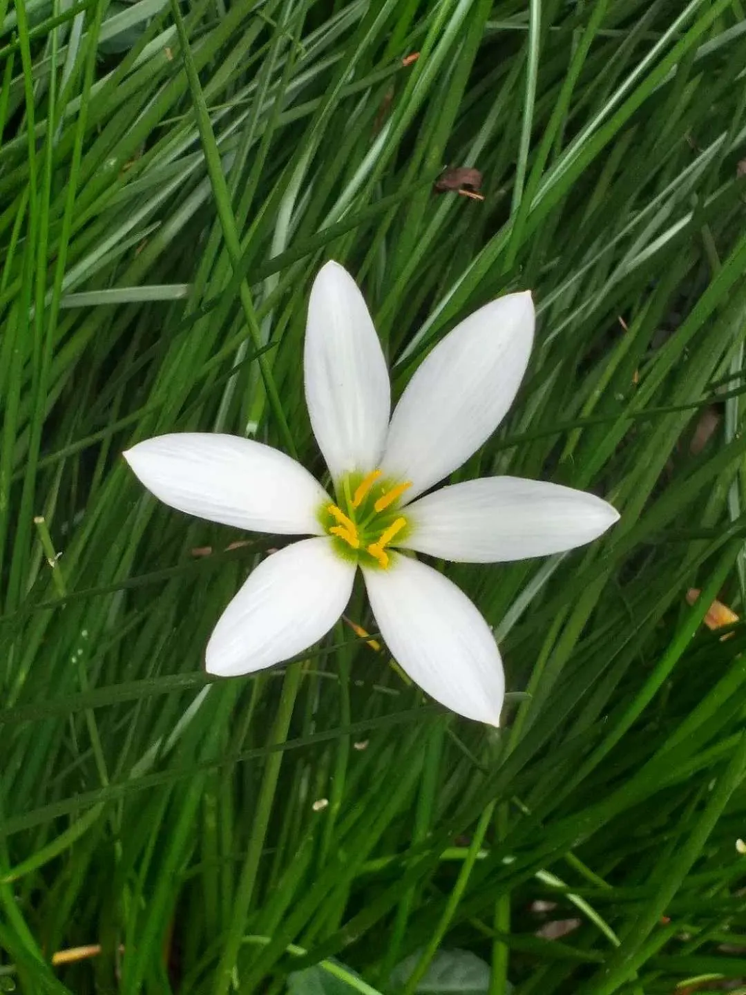 Rain Lily Prairie Sunset (Zephyranthes 'Prairie Sunset') — narrow green leaves that form clumps approximately 3-6 inches in width.<br><br>Ideal for, image 62