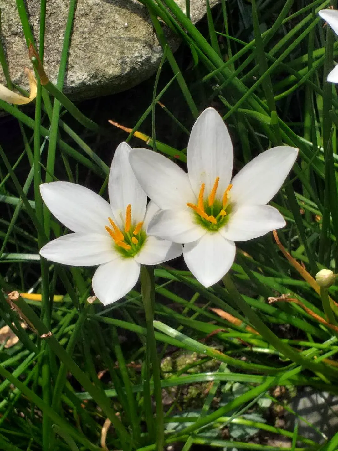 Rain Lily Prairie Sunset (Zephyranthes 'Prairie Sunset') — hence the name "Rain Lily." It\'s advisable to plant the bulbs about 2-3 inches deep and, image 43