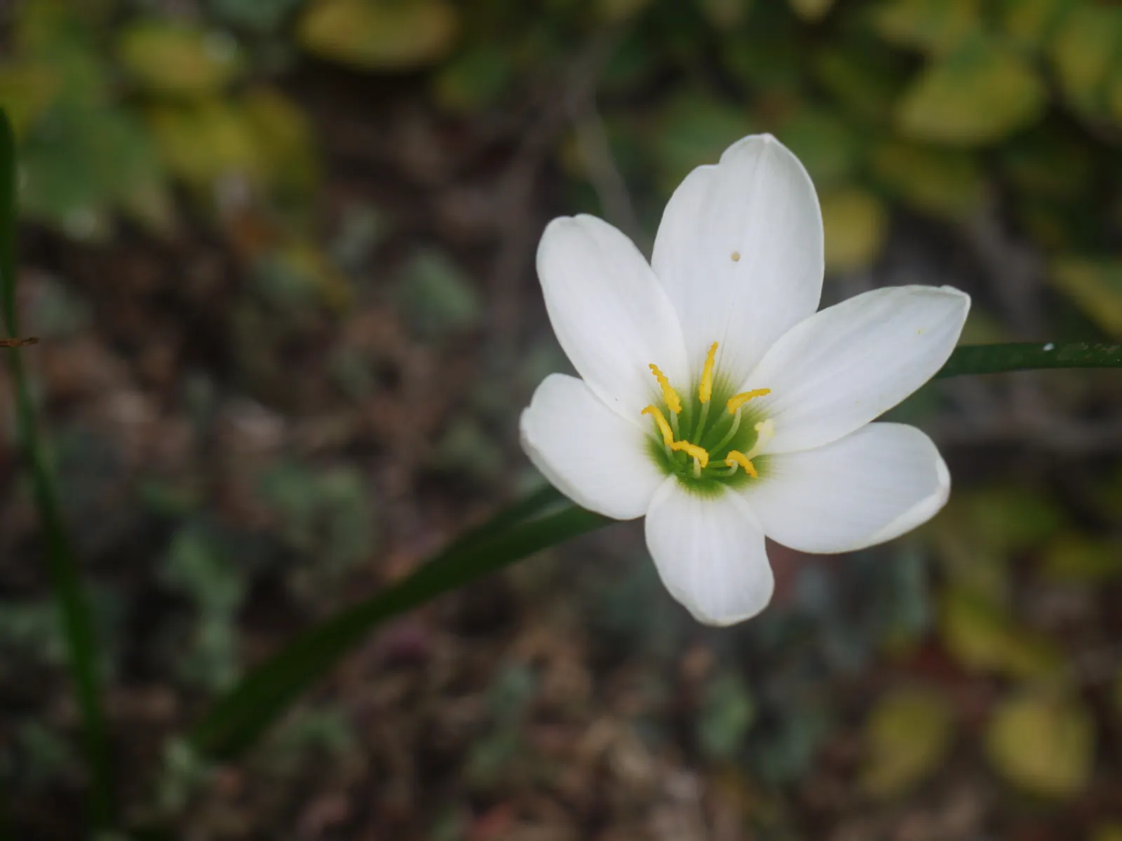 Rain Lily Prairie Sunset (Zephyranthes 'Prairie Sunset') — This sun-loving bulb requires well-drained soil, ideal for borders or as a ground cover