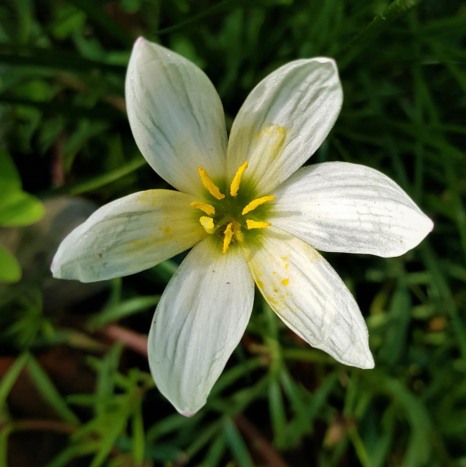 Rain Lily Prairie Sunset (Zephyranthes 'Prairie Sunset') — is a captivating perennial that serves as a striking addition to any landscape design