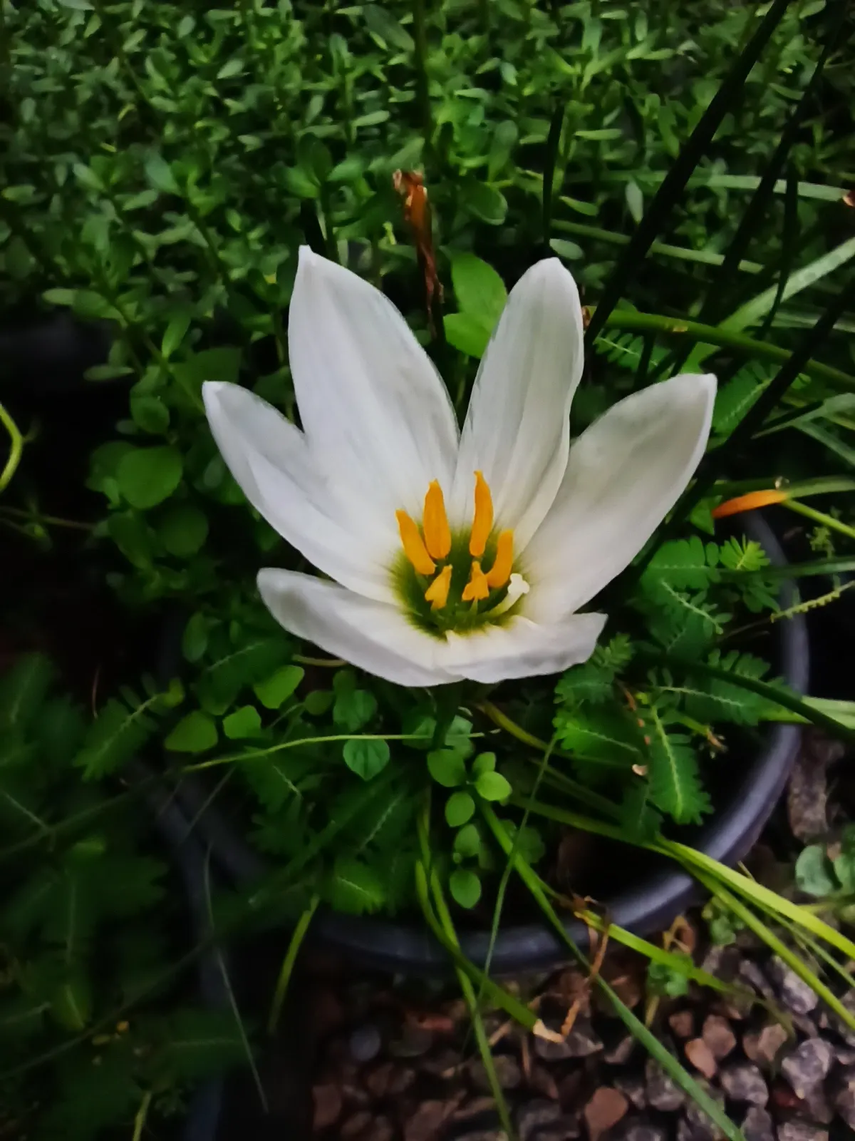 Rain Lily Prairie Sunset (Zephyranthes 'Prairie Sunset') — The Rain Lily 'Prairie Sunset' (Zephyranthes candida) is a captivating perennial