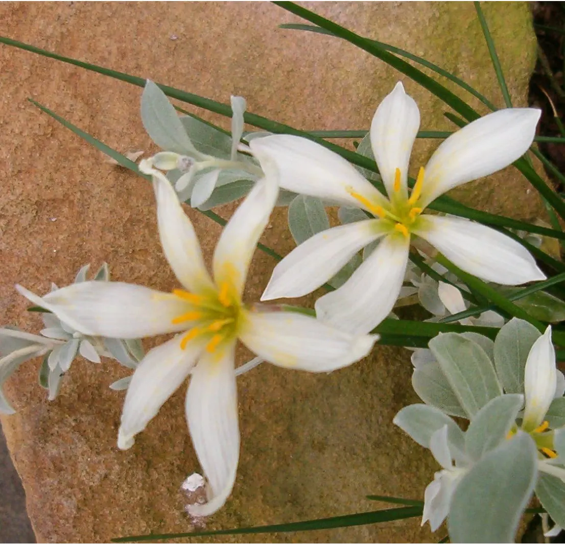 Rain Lily Prairie Sunset (Zephyranthes 'Prairie Sunset') — This charming and robust species