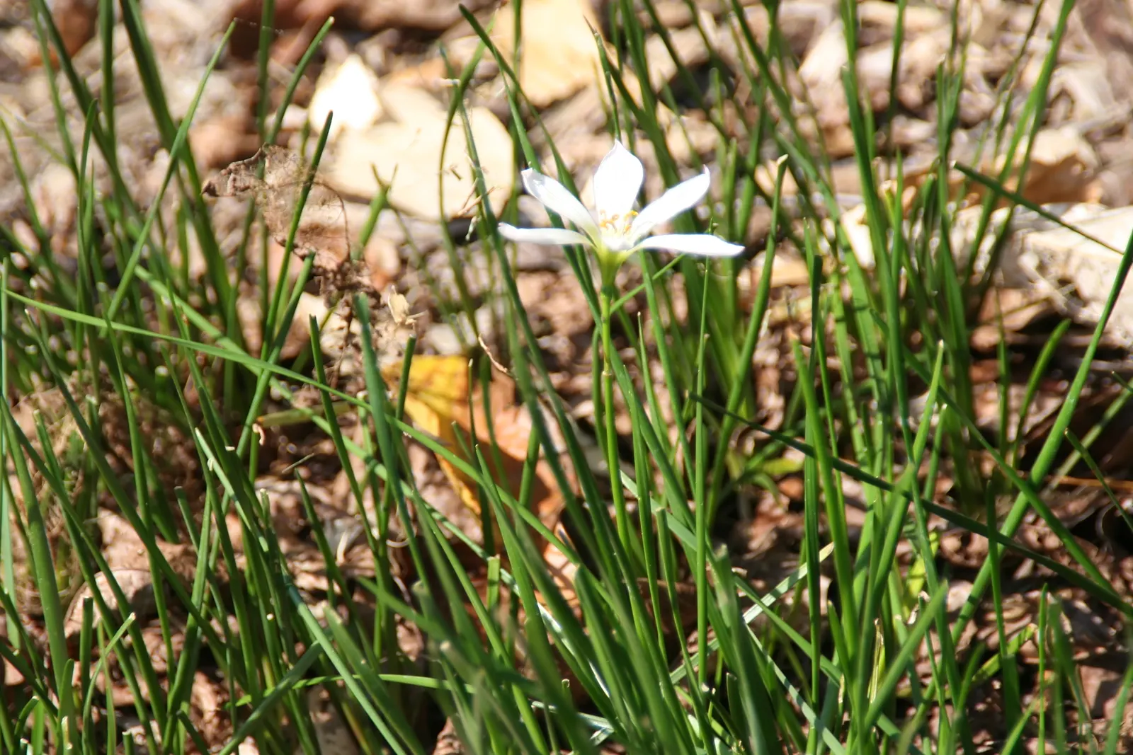 Rain Lily Prairie Sunset (Zephyranthes 'Prairie Sunset') — especially after rainfall; this sun-loving bulb requires well-drained soil, ideal for borders or as