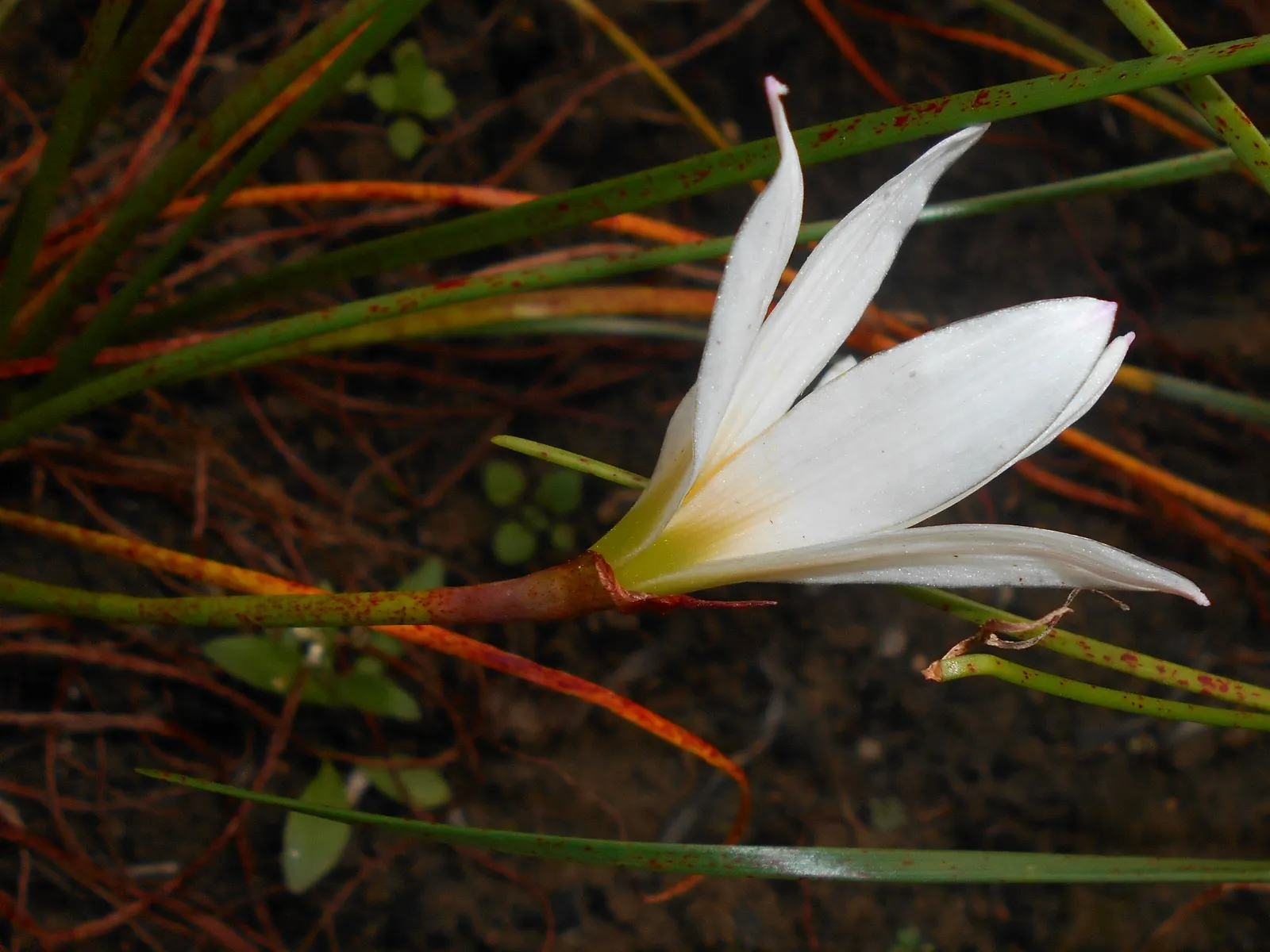 Rain Lily Prairie Sunset (Zephyranthes 'Prairie Sunset') — it promises to be a reliable performer; regular watering can encourage additional blooming