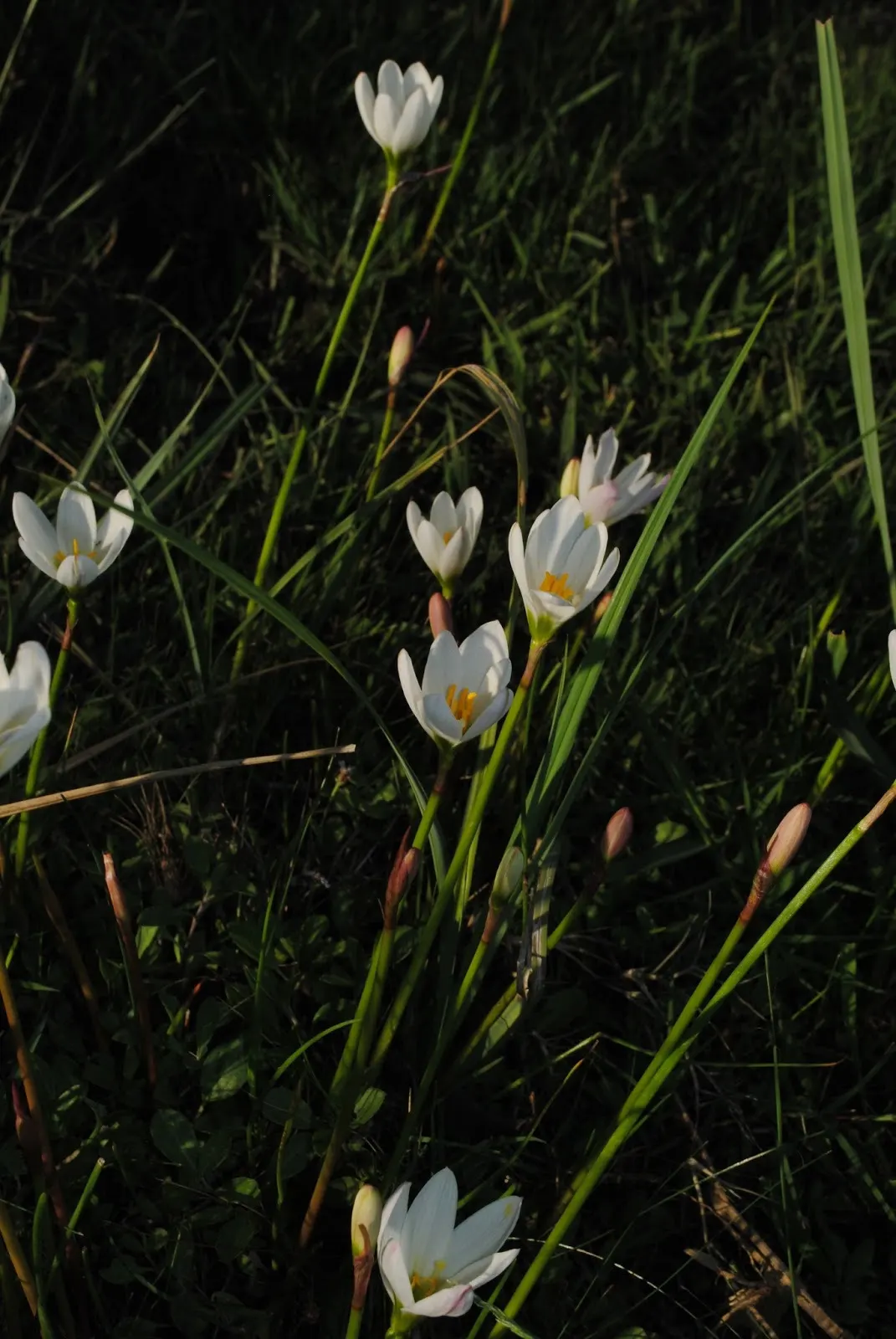 Rain Lily Prairie Sunset (Zephyranthes 'Prairie Sunset') — is a captivating perennial that serves as a striking addition to any landscape design, image 55