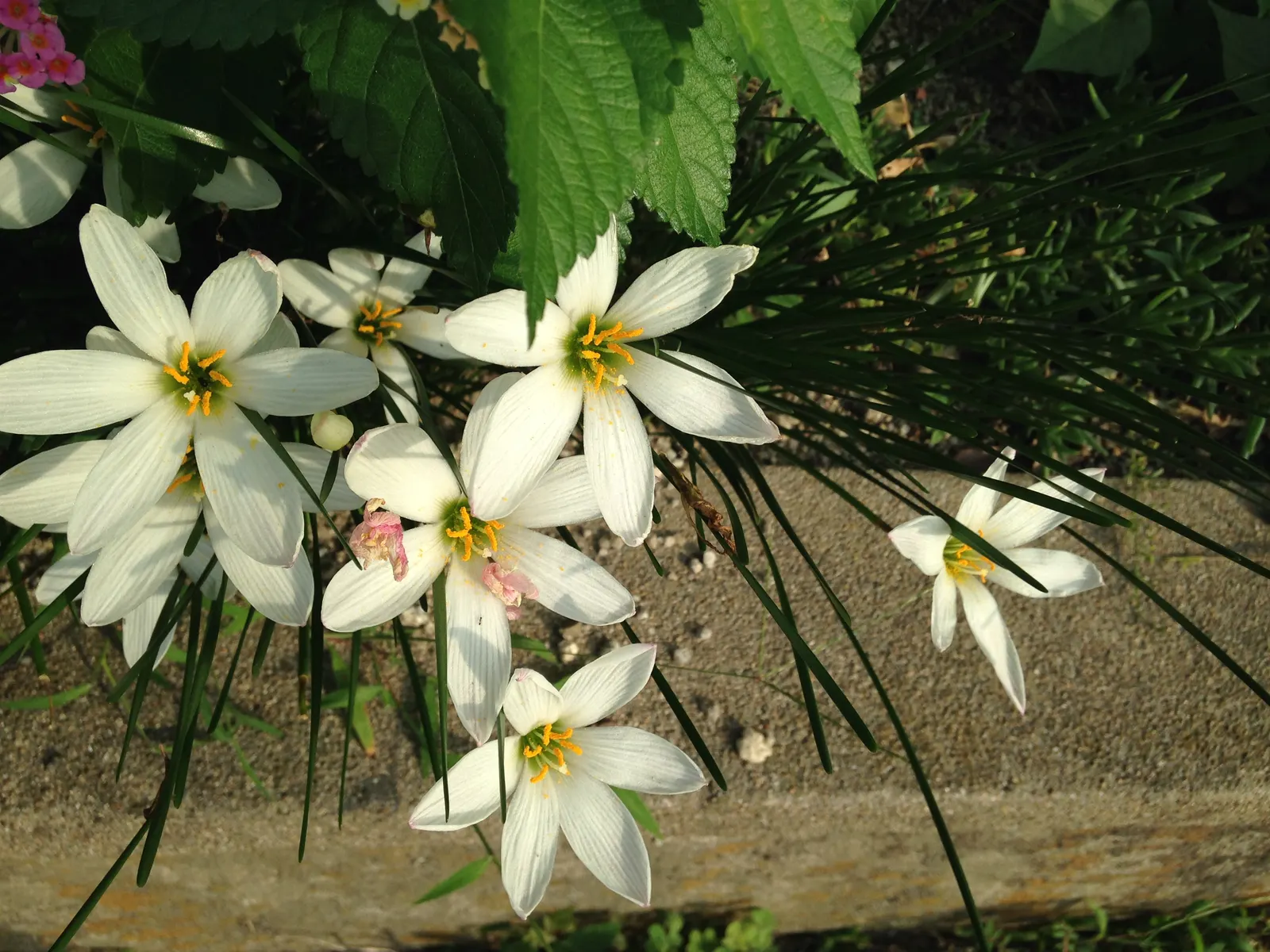 Rain Lily Prairie Sunset (Zephyranthes 'Prairie Sunset') — It thrives in USDA Zones 7-10, reaching a mature height of 10-12 inches and spreading, image 50