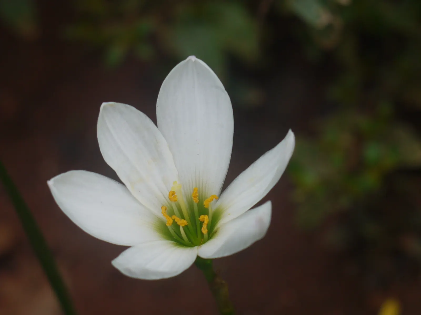 Rain Lily Prairie Sunset (Zephyranthes 'Prairie Sunset') — bulb / ground cover / wildflower with white blooms