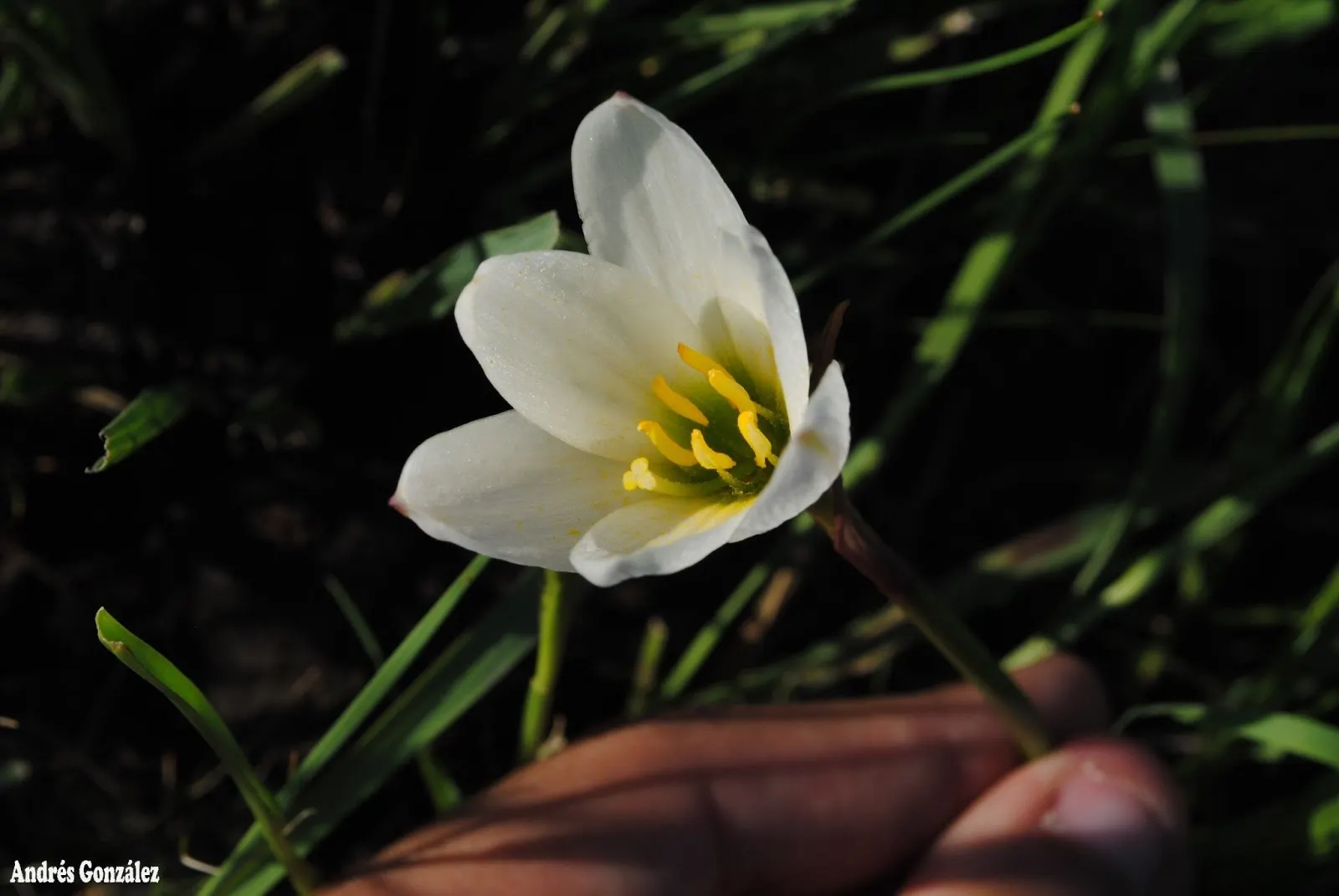 Rain Lily Prairie Sunset (Zephyranthes 'Prairie Sunset') — scientifically known as Zephyranthes candida; or as a pop of color amongst ground cover
